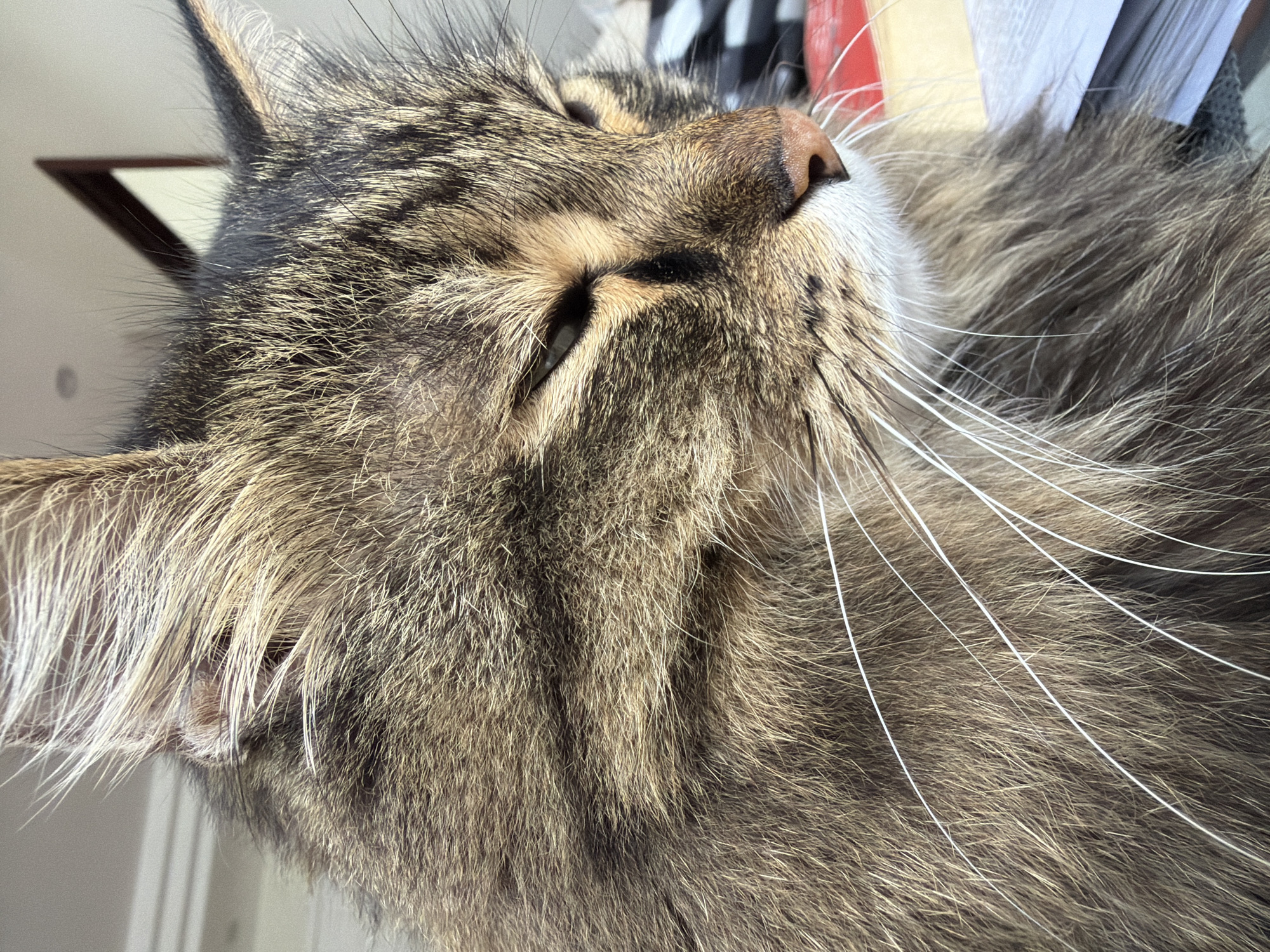 A close-up, outdoor, eye-level shot focuses on the face of a long-haired, brown tabby cat with green eyes squinting. The cat's fur is a mix of brown, black, and tan stripes, with long white whiskers extending from its muzzle. The background is blurred, showing a stack of books, a white surface, and a hint of a dark checkered pattern. The lighting suggests it is daytime, with the sun illuminating the cat's fur. The overall scene appears to be a relaxed moment, possibly in a home environment within the city of Da Lat, Vietnam, specifically Lâm Viên district, known for its natural beauty and cooler climate that often accommodates domestic animals like cats.
