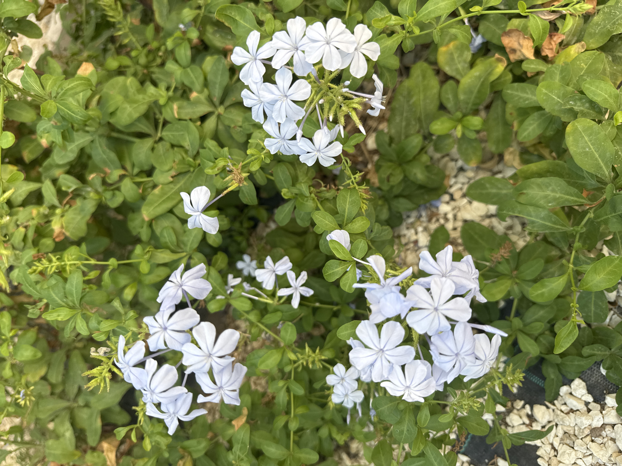 The image is a close-up shot of a flowering plant with small, light blue to white, five-petaled flowers and lush green foliage. The flowers are clustered together on stems, with some appearing in focus and others slightly blurred. The leaves are oval-shaped and a vibrant green. In the bottom left corner of the image, a patch of light-colored gravel and black landscape fabric is visible. The overall impression is that of a garden setting. The location is identified as Agios Tychona Community, Cyprus.