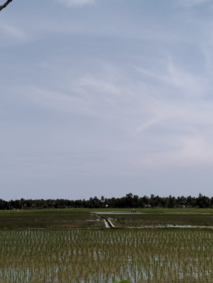 A vast paddy field dominates the foreground, mirroring the cloudy sky above. Young rice plants are meticulously arranged in rows, their reflections shimmering in the waterlogged soil. A narrow concrete path bisects the field, leading towards a distant treeline of palm trees. In the distance, small structures dot the landscape. The muted colors and expansive sky create a tranquil, rural scene.