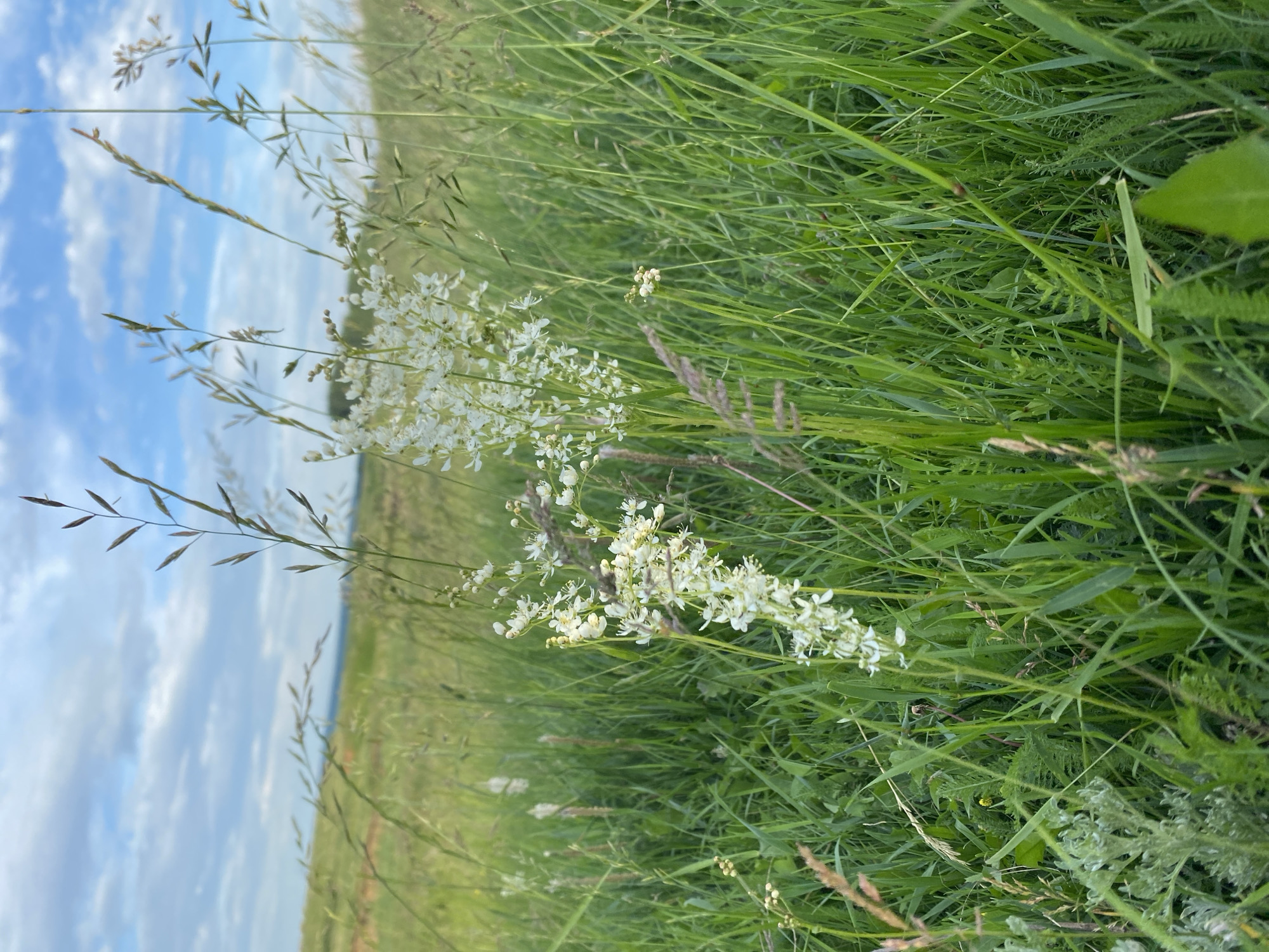 This image depicts a close-up view of a meadow, likely in or around the village of Syiryshbashevo, Russia, with a cluster of small white flowers prominently featured in the foreground. The flowers are delicate and appear to be on thin stems, surrounded by tall green grasses and other wild vegetation. In the background, a gently sloping green hill is visible under a partly cloudy sky. The overall scene conveys a natural, rural landscape, typical of an outdoor environment in a village setting. There are no people, animals, or specific actions visible in the frame.