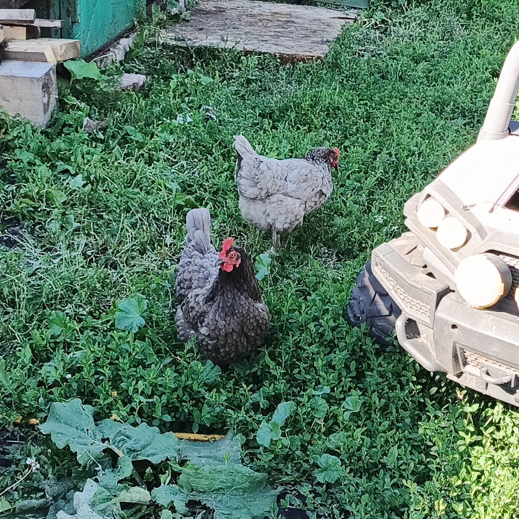 This is a medium-angle, eye-level shot of three chickens standing in a grassy yard in Podlubovo, Russia. The chickens are of various breeds and colors, including a dark gray chicken with red comb and wattles in the foreground, a speckled gray and white chicken in the middle ground, and a light gray chicken with black speckles in the background. They appear to be foraging or simply standing in the grass.
To the right of the chickens, the front of a light-colored toy ATV is visible, with two headlights and a bumper. The ATV appears to be parked on the grass. In the background, to the left of the chickens, a wooden structure is partially visible, appearing to be made of stacked lumber and painted green. The ground is covered in lush green grass and some broad-leafed plants.
The lighting suggests it is daytime, likely sunny, with distinct shadows. The environment appears to be a rural or suburban backyard setting, possibly on a farm or in a village. There is no text visible in the image. The overall mood is peaceful and natural, capturing a simple moment in the outdoors.