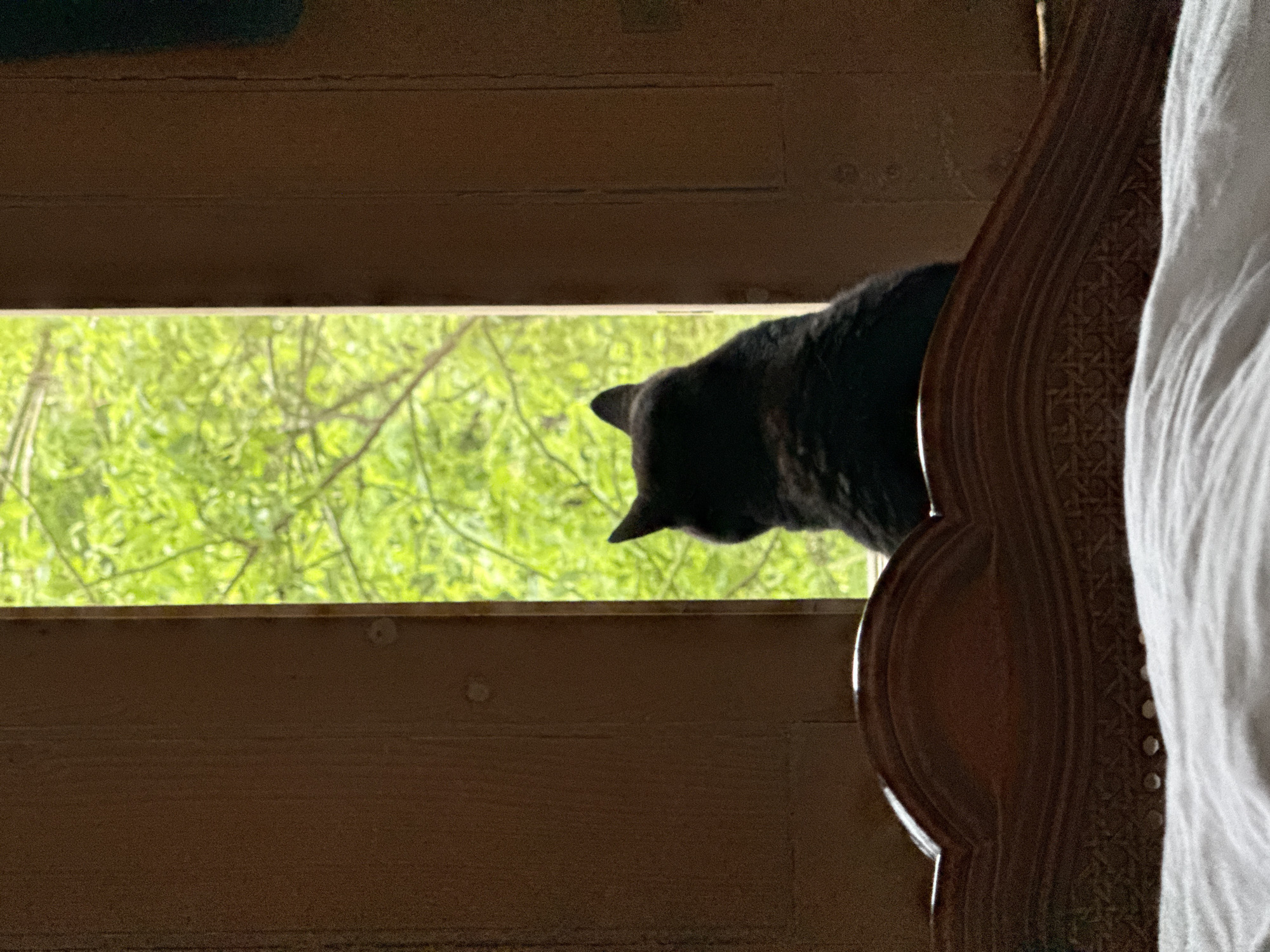 A black cat is peering through a window, its head visible between the window frame and a wooden bed frame, with white bedding. The view outside the window shows green foliage, suggesting a tree or bushes. The location is not identifiable from the image.