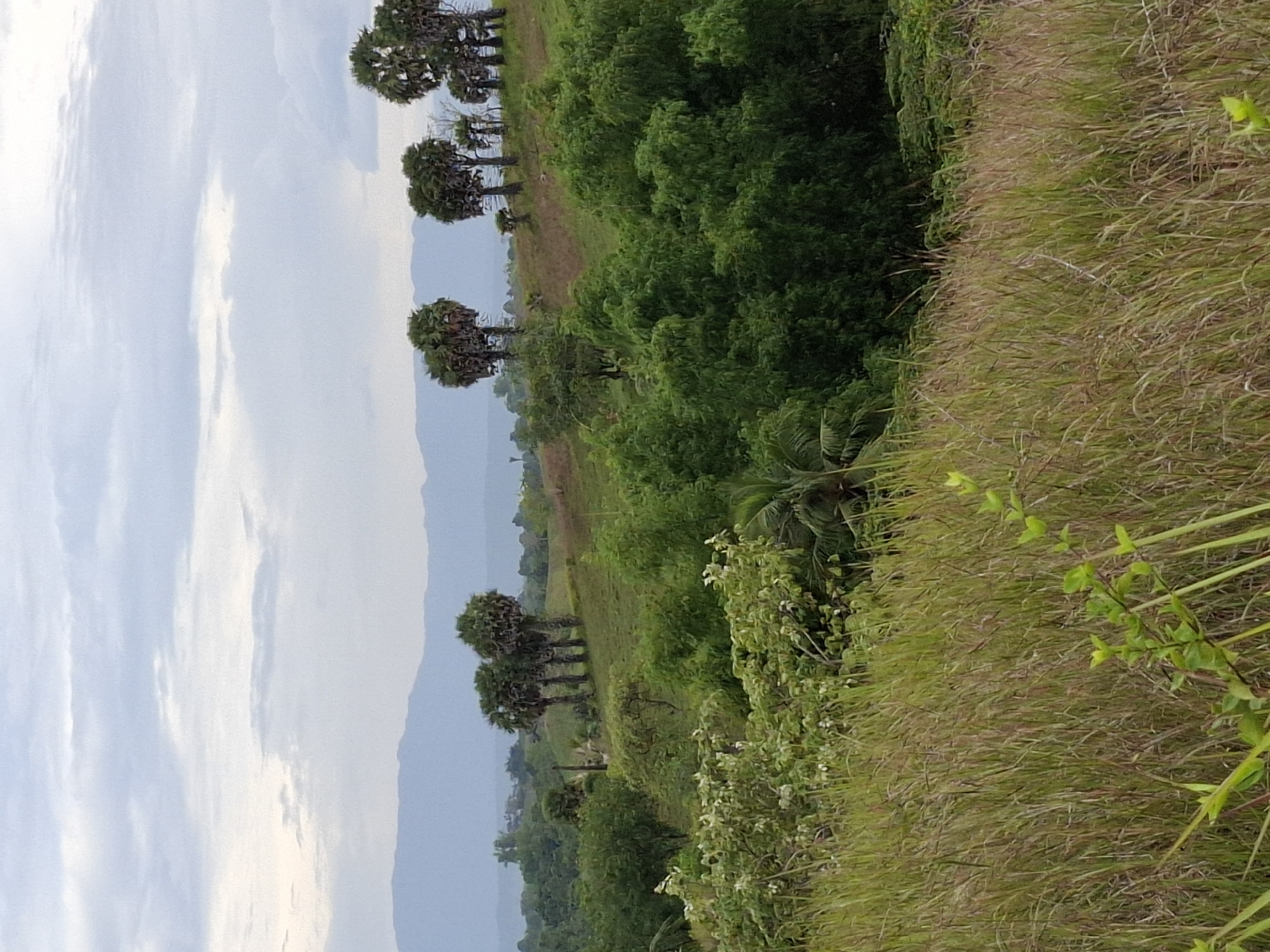 The image shows a landscape with a field of tall grass in the foreground. To the left of the grass, there is a variety of green trees and foliage. Further back, there is a row of palm trees lining a horizon with a light blue sky and a glimpse of mountains in the distance. The location is likely in a rural area near Lhokseumawe, Indonesia. There are no people visible in the image.