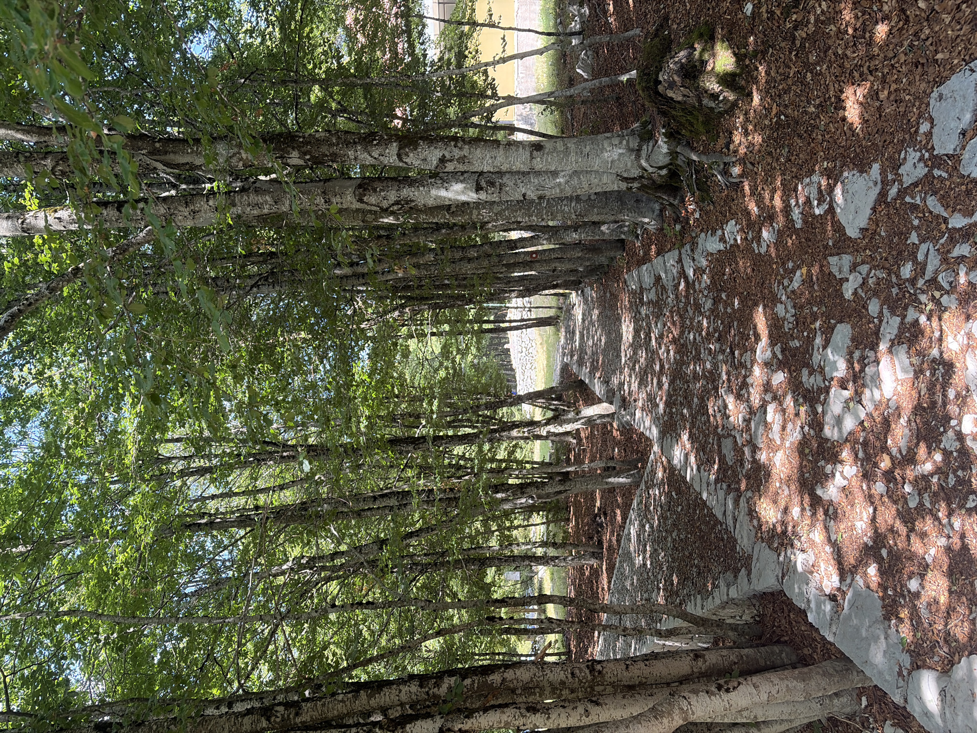 A stone pathway winds through a dense forest of tall, slender trees with grey bark and green leaves. The ground is covered in fallen brown leaves and scattered stones. Sunlight filters through the canopy, casting dappled shadows on the path. In the background, a yellow building is partially visible behind the trees, suggesting a human-made structure in a natural setting. The scene evokes a sense of peacefulness and natural beauty. The image is likely located in the area of Dolovi, Montenegro, known for its scenic forests and natural landscapes.