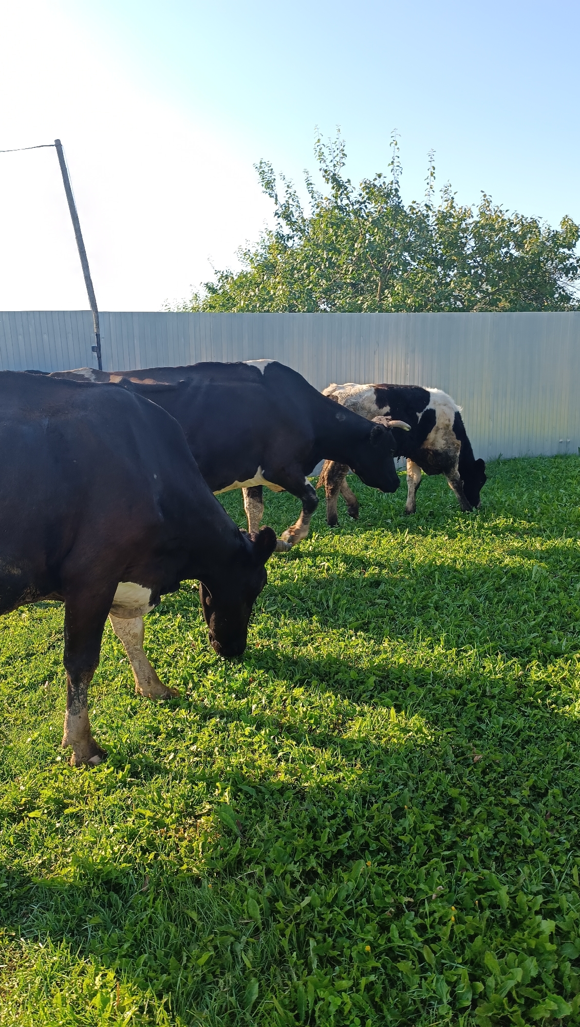 Three cows are grazing on a lush green lawn in front of a light gray corrugated metal fence. The cow in the foreground is predominantly black with some white markings on its legs and belly. It is actively grazing, with its head lowered to the ground. Behind it, another black and white cow is also grazing, positioned to the right and slightly further back. A third cow, also black and white, is visible in the background, further to the right, appearing to be grazing as well. The scene is illuminated by bright sunlight, casting shadows on the grass. A wooden pole with a wire extending from it stands to the left of the frame, and a dense green tree is visible above the fence in the background. The environment suggests a rural or semi-rural setting, possibly a farm or a large backyard, in Karsha, Russia.