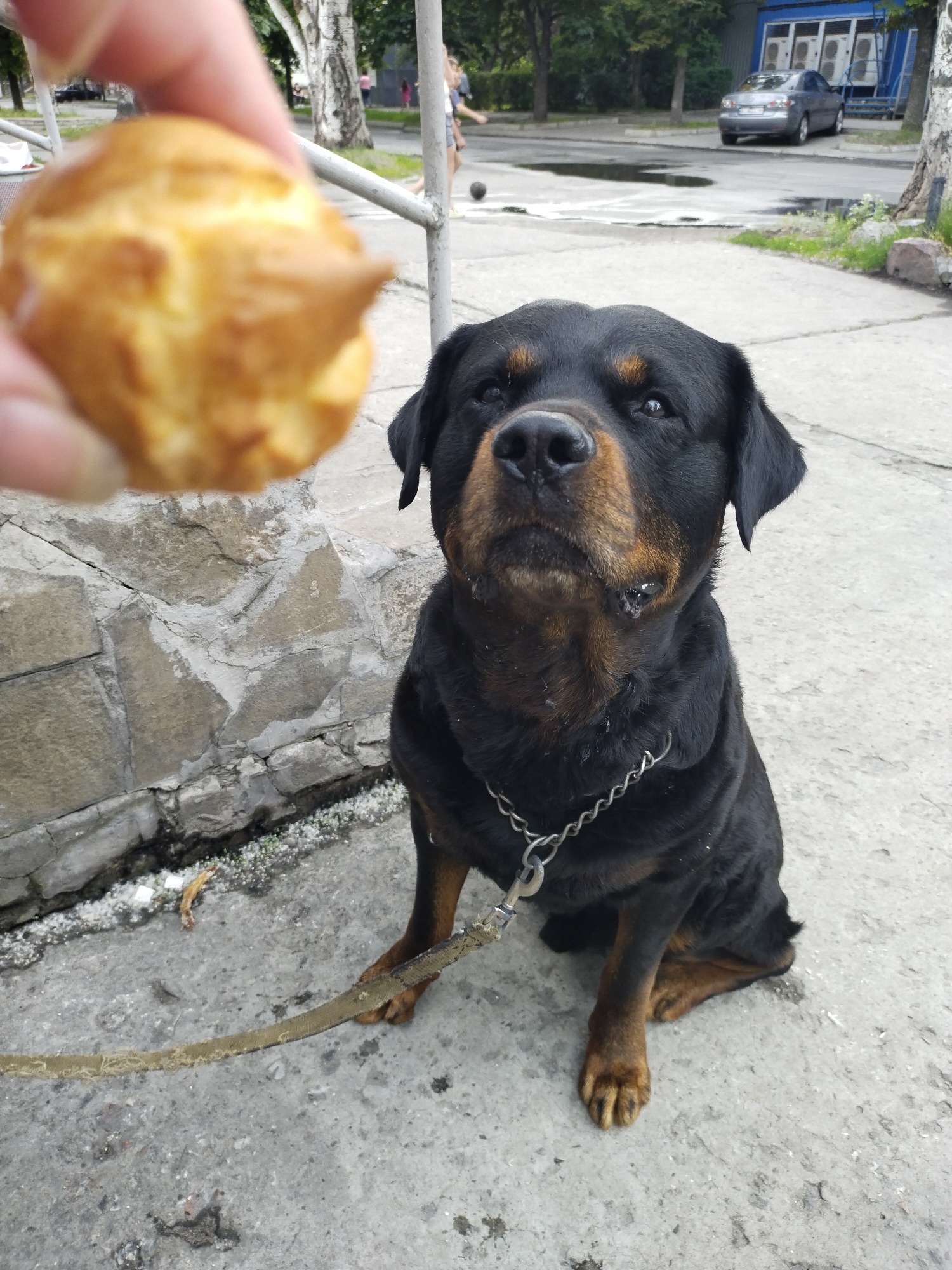 This image, captured in the city of Horishni Plavni, Ukraine, depicts an outdoor urban scene featuring a dog and a human interaction. In the immediate foreground on the left, a human hand with light skin tone extends a blurry, light brown, spherical baked good, likely a cream puff or similar pastry. Seated prominently in the midground, slightly to the right of center, is a large, black and tan Rottweiler dog. The dog is on a short leash, with a metal chain collar, and is looking intently upwards at the food offered by the human hand. Its muzzle exhibits visible drool or wetness, indicating a state of anticipation. The dog's fur is predominantly black with characteristic tan markings on its muzzle, eyebrows, chest, and paws. Its body is positioned on a grey concrete pavement surface.
The background reveals a street environment. To the left, a rough-hewn stone wall, composed of grey blocks, forms a barrier, with scattered debris, including small white particles, on the ground beneath it. A metal railing is partially visible further back. The scene behind the dog includes a paved road with several dark puddles of water. On the far right, a silver sedan, identifiable as a Mazda 6, is parked in front of a blue building featuring multiple white rectangular panels, possibly utility access points or air conditioning units. Distant, out-of-focus figures of people are visible on the left side of the street, with one figure appearing to interact with a dark spherical object, possibly a ball. The overall environment includes various green trees and sparse vegetation, characteristic of an urban setting.