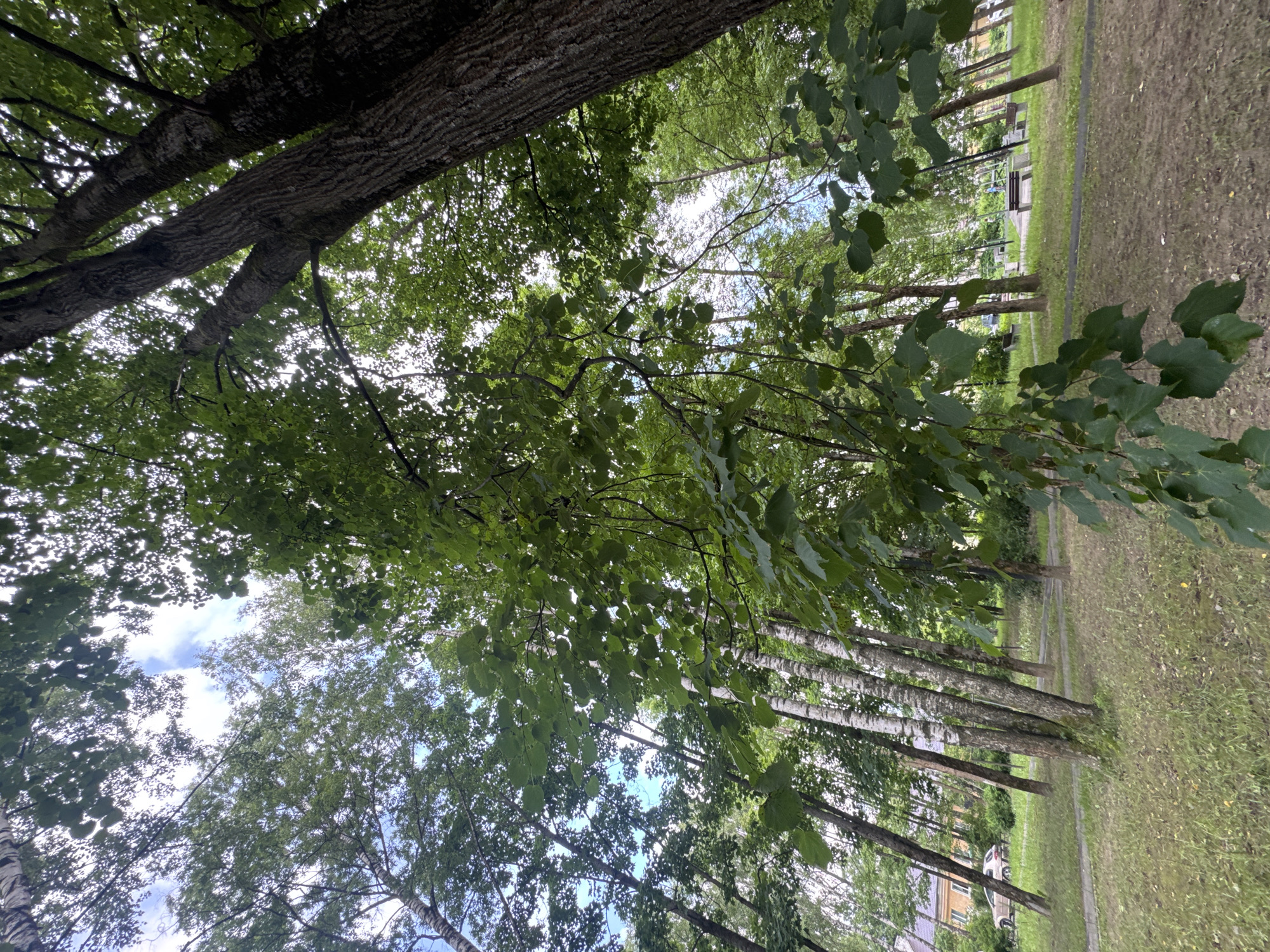 The image depicts a park-like setting with several trees, a pathway, and some grassy areas. The perspective is from below, looking up through the foliage of the trees. The trees have various types of bark, with some appearing rough and dark, while others are smooth and white, characteristic of birch trees. Green leaves are abundant, creating a canopy that partially obscures the sky, which is visible as a pale blue with some white clouds.
In the background, there is a pathway running through the park, bordered by grass. Further in the distance, one can see hints of buildings, possibly apartment blocks, and a car parked on the side of a road. There are also park benches visible, suggesting a place for people to sit and relax. The scene appears to be set during the daytime, with natural light filtering through the leaves. The weather seems mild, with no strong indications of rain or harsh sun. The overall mood is serene and natural. No visible text is present in the image. The location context suggests this is likely in Kuzmolovskiy, Russia.