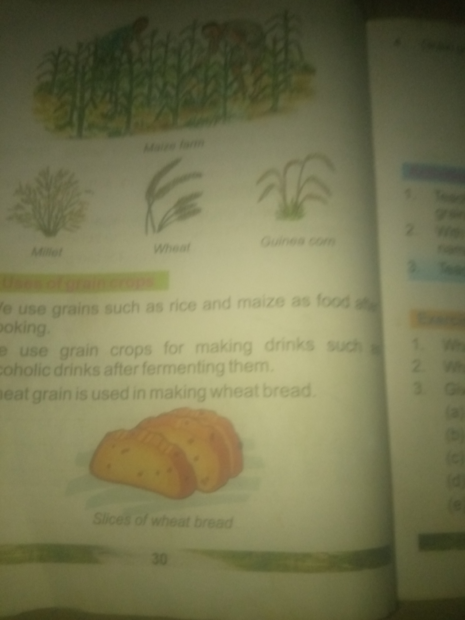 The image displays a page from a book discussing grain crops. At the top, an illustration depicts a maize farm with two figures working. Below this, three smaller illustrations showcase different grain types: millet, wheat, and guinea corn. The text describes the uses of grain crops, including their use as food and in making alcoholic drinks. An illustration of sliced wheat bread is also present. A page number, "30", is visible at the bottom. The right side of the image shows a section of exercises with numbered questions, with some text partially visible. There is no information within the image that relates to the city of Jauro Yinu, Nigeria.