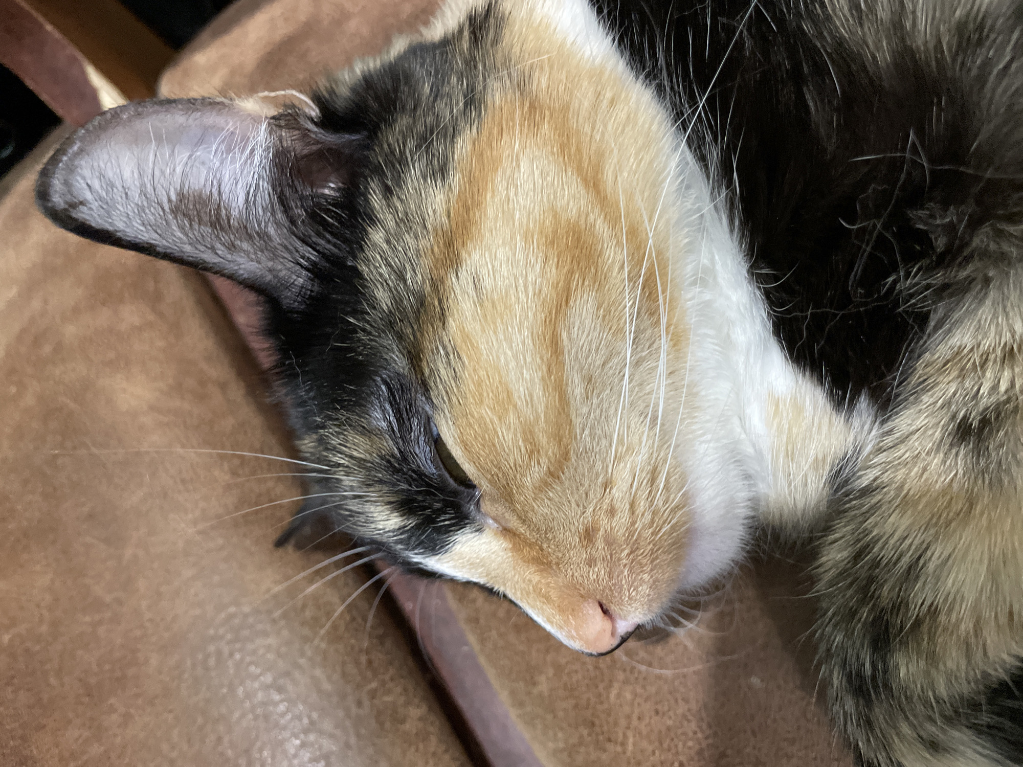 A calico cat is resting on a brown, textured surface, possibly a couch. The cat's head is turned to the left, with its eyes closed. Its fur displays a patchwork of black, white, and orange markings. The image is a close-up, focusing on the cat's face and upper body. The background is blurred, suggesting an indoor setting. The location in Kirovo-Chepetsk, Russia is not discernible from the image itself.