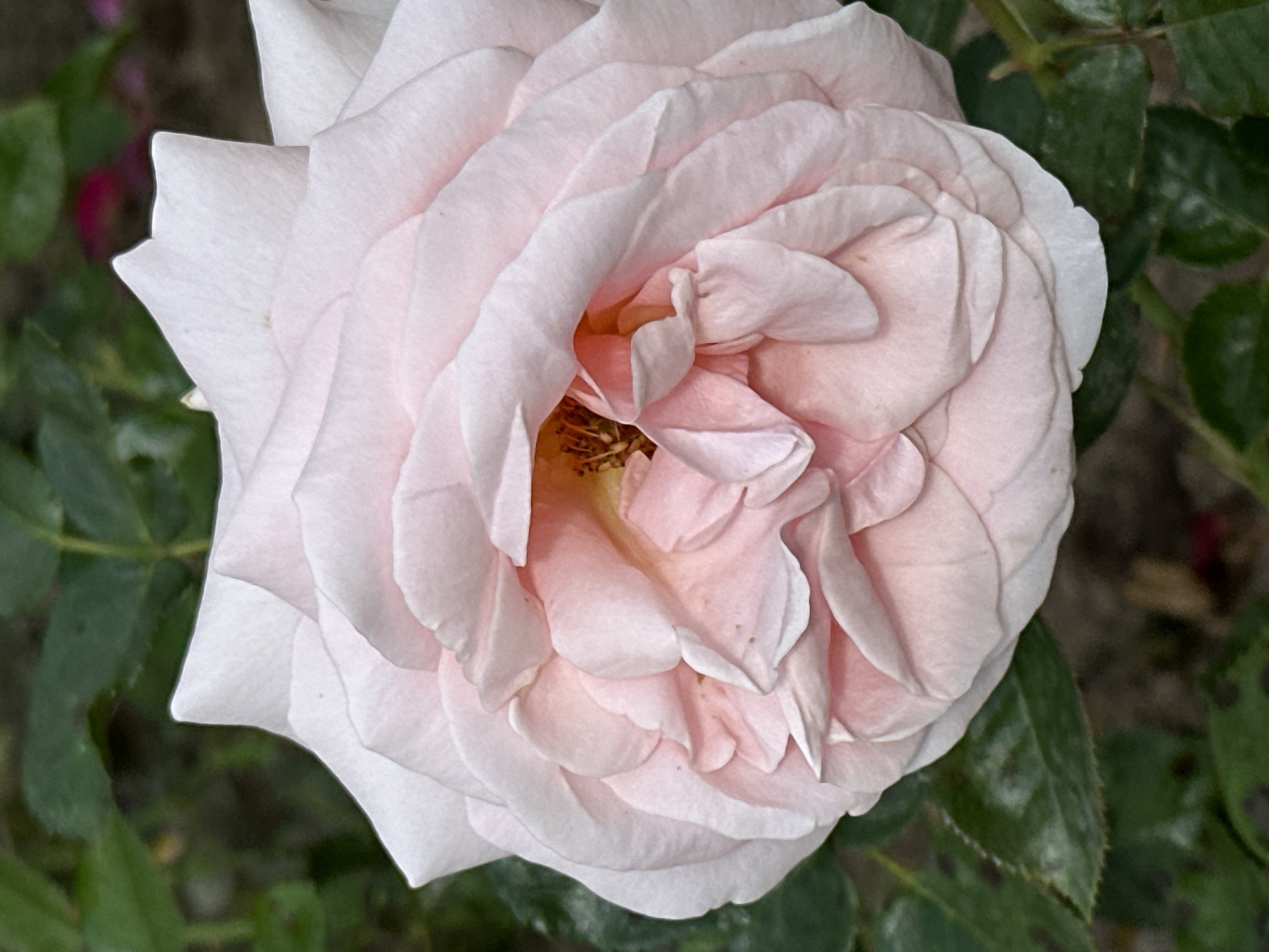A close-up, eye-level, vertical shot shows a light pink rose in full bloom, its petals unfurling to reveal the stamen in the center. The rose is positioned in the upper right of the frame, with its lower portion extending towards the bottom left. The background consists of dark green foliage and hints of pink and blurred reddish-brown colors, suggesting other flowers or elements in the garden. There are no people or animals visible. The lighting is soft, illuminating the delicate texture and soft curves of the rose petals. The scene appears to be in a garden setting, possibly in Podolsk, Russia, given the context of the request, although the image itself provides no specific geographical markers.
