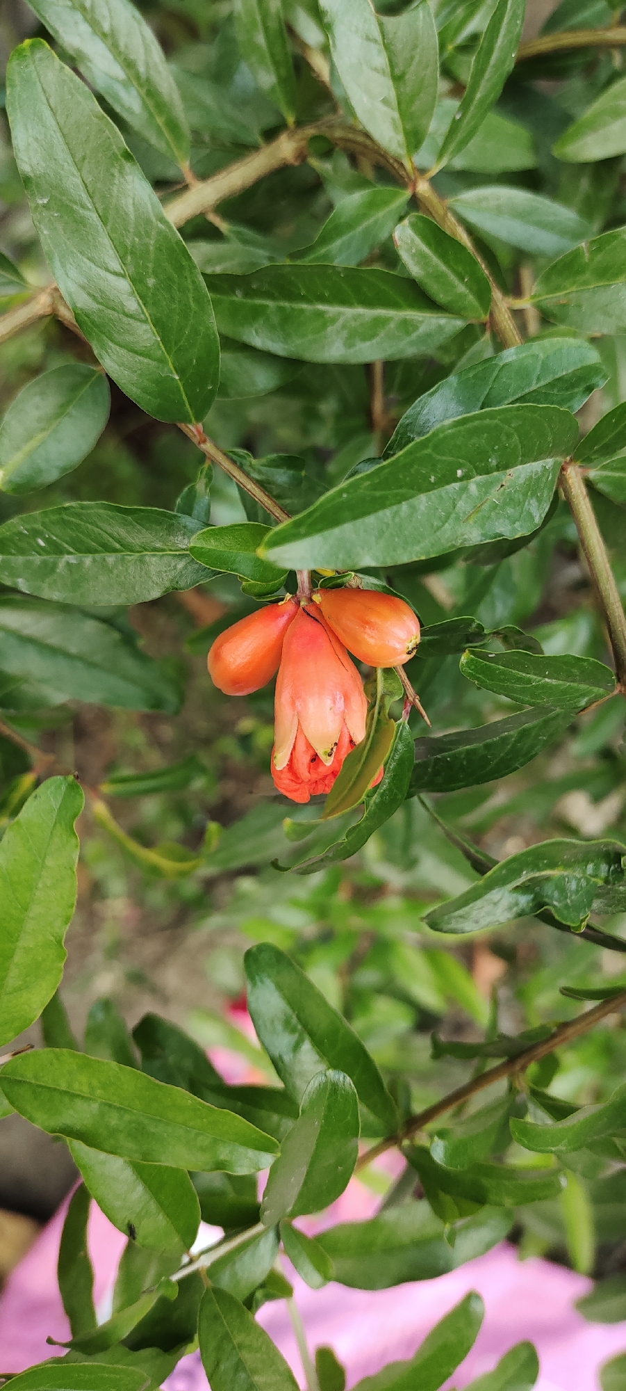 In the city of Bireuenmeunasahdayah, Indonesia, a close-up shot focuses on a cluster of bright orange pomegranate blossoms against a backdrop of lush green leaves. The blossoms, some appearing to be in early stages of development and others further along, are attached to thin branches. The overall impression is one of natural beauty and the promise of fruit.