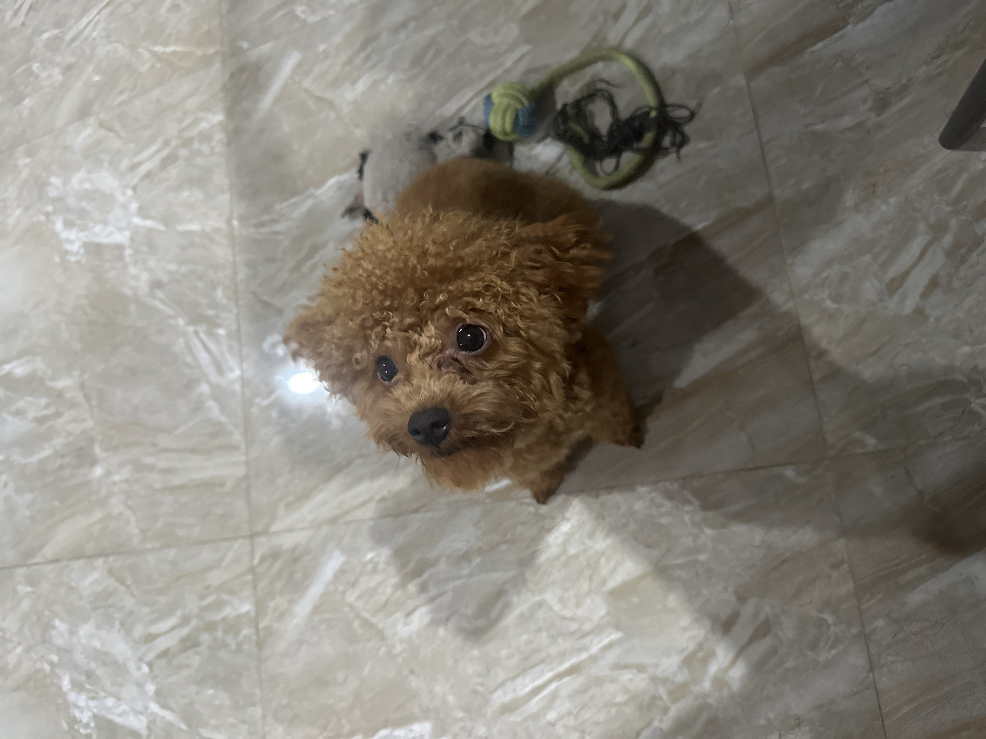 A small, brown poodle stands on a tiled floor. To the dog's upper right is a gray, plush toy and a green, blue and black rope toy. The tiles are light beige with dark, mottled veins. The image was most likely taken indoors with artificial lighting. There is no indication of the location being in Bac Nha Trang Ward, Vietnam.