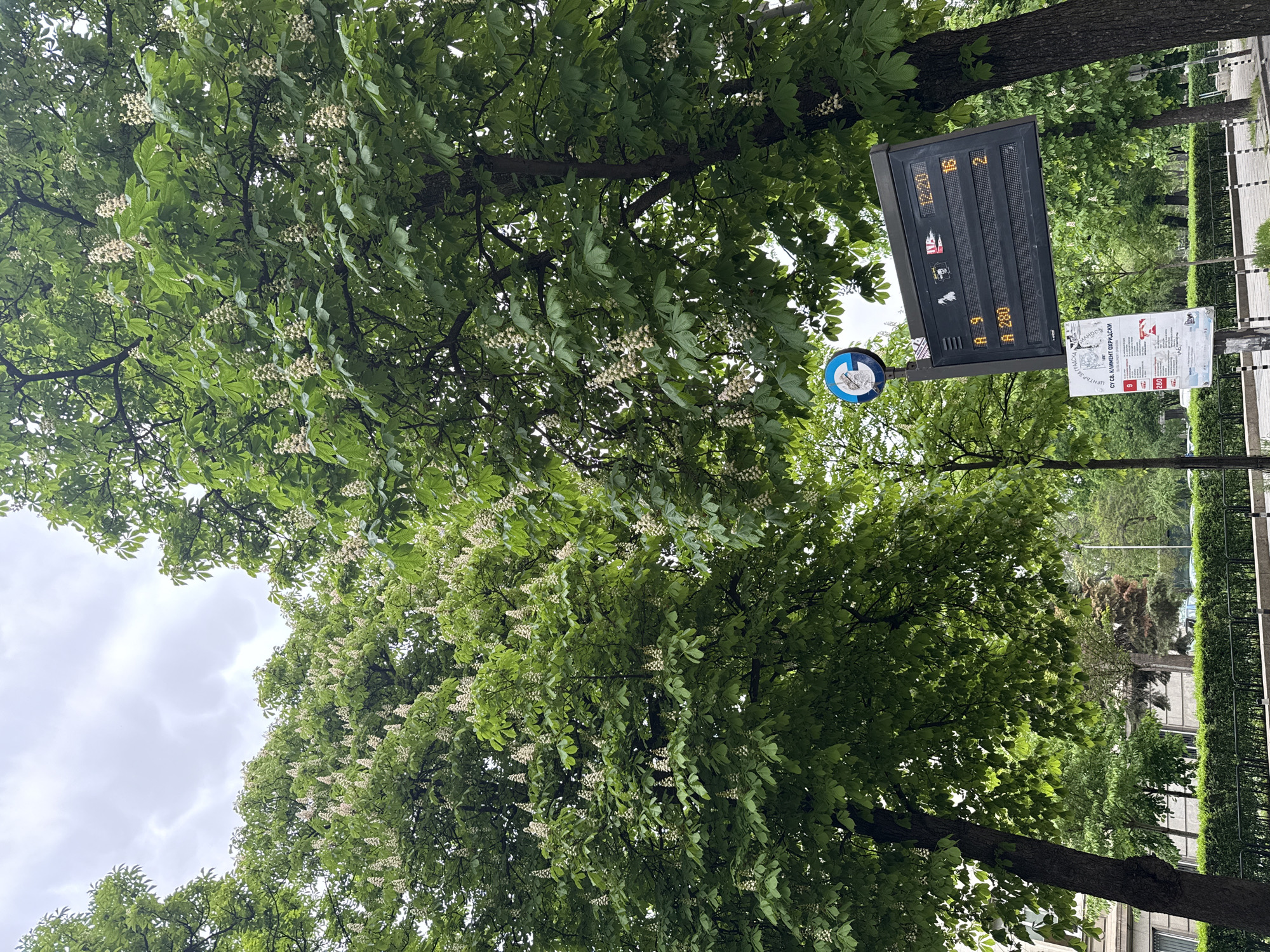The image captures a scene in Sofia, Bulgaria, featuring lush green trees with white blossoms. A digital display board shows time, temperature, and other information. A blue and white pedestrian crossing sign is visible. In the background, a building and greenery are observed. No people are visible.