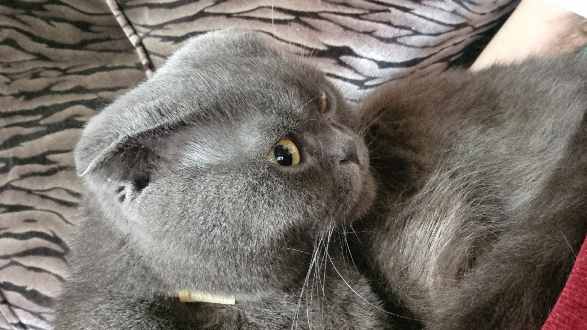 A grey Scottish Fold cat is resting on a striped couch. The cat's ears are folded down, and its eyes are half-closed. The cat is wearing a yellow collar. The background is a striped pattern in shades of brown and black. No information about the city of Vysokoe, Russia, is present in the image.