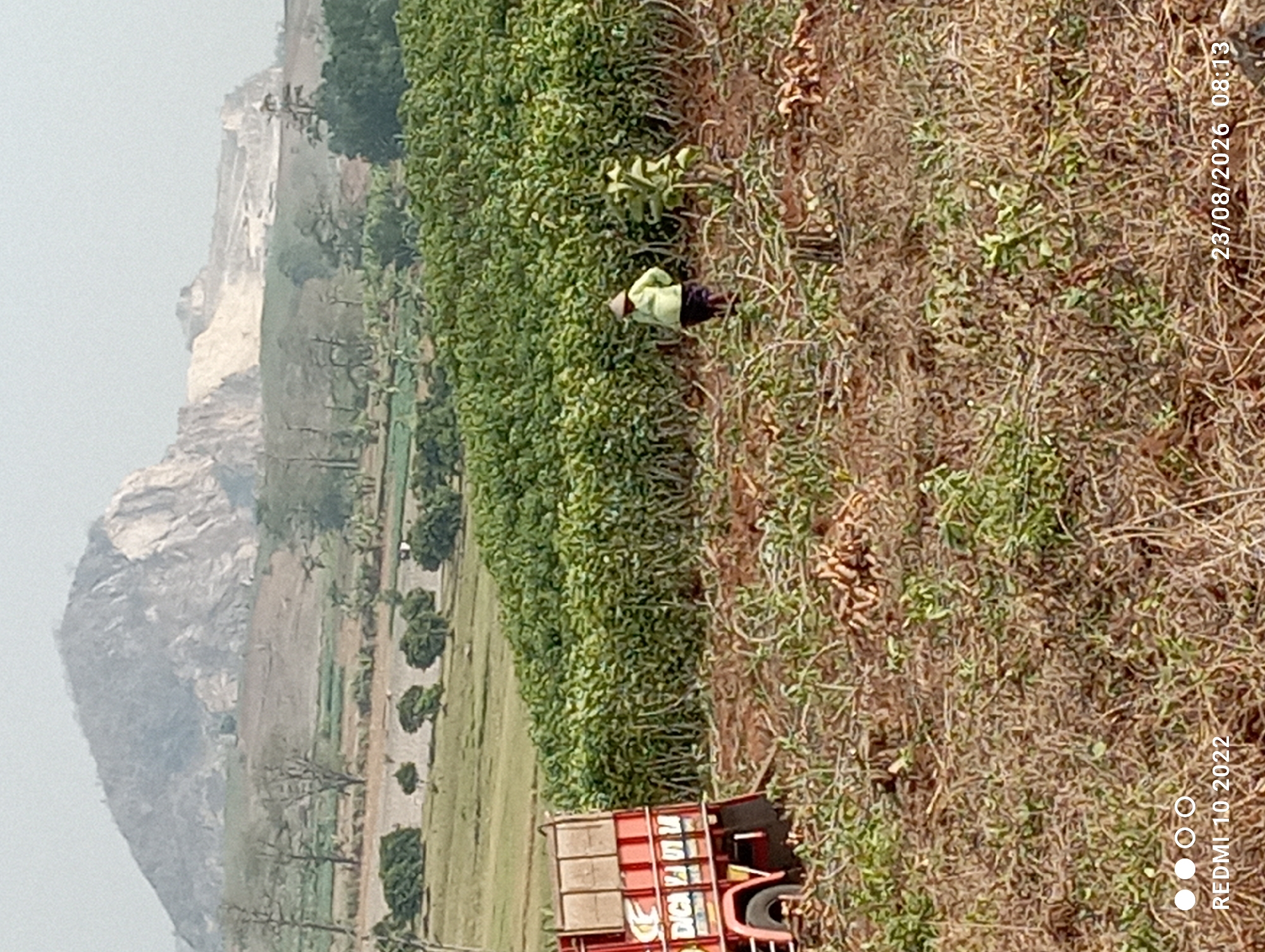 In Gandik, Indonesia, an outdoor scene depicts a harvest with a red truck parked to the left, laden with goods. A farmer, wearing a conical hat and light green shirt with dark trousers, is observed working in a field amidst harvested crops. The background features a lush green plantation and a distant mountain range, suggesting an agricultural landscape. The lower right corner of the image displays a timestamp: "23/08/2026 08:13".