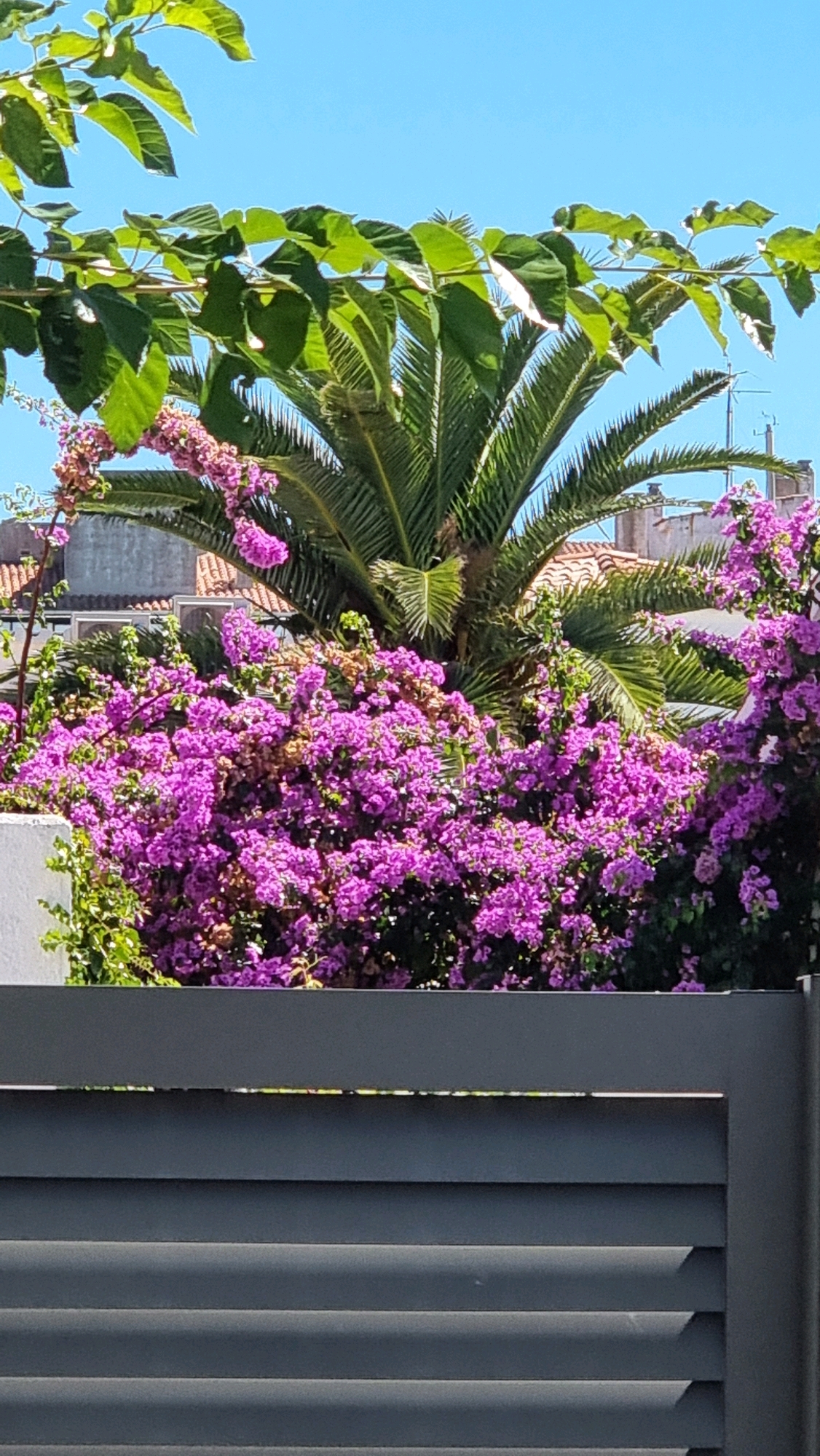 A medium shot captures a vibrant bougainvillea bush in full bloom, its purple flowers cascading over a grey horizontal slatted fence. Behind the flowers, a palm tree with its fronds reaching towards a clear blue sky is visible, along with hints of terracotta-tiled rooftops and a pale grey wall. Green foliage from an overhanging vine drapes across the top of the frame. The scene appears to be located in Castelló d'Empúries, Spain, suggested by the architectural style of the buildings and the climate-appropriate vegetation.