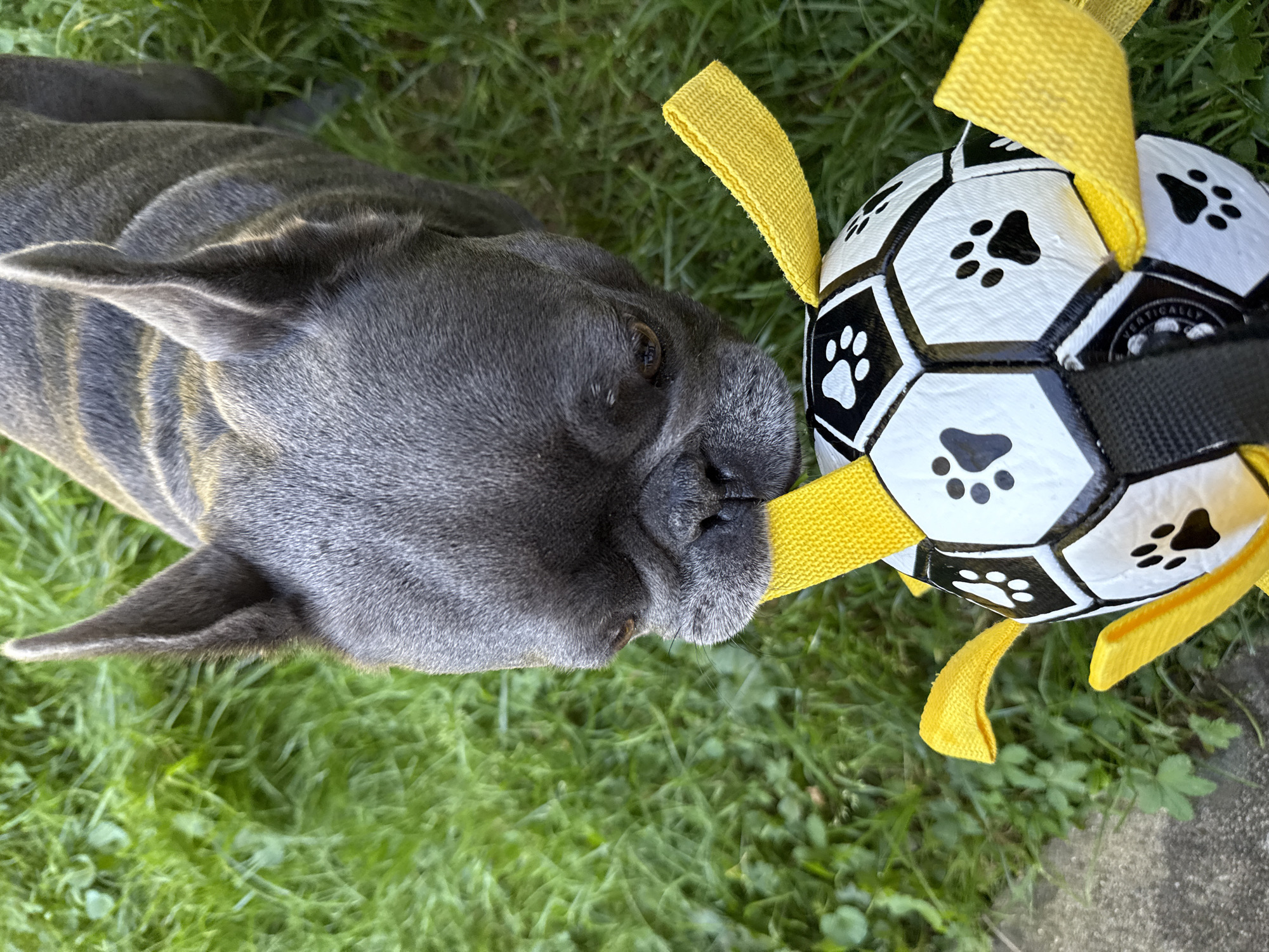 A close-up, high-angle shot shows a French Bulldog's face from the nose up, in the city of Bad Sachsa, Germany. The dog, with dark gray fur and large, erect ears, is looking down at a black and white soccer ball toy with yellow ribbon-like handles. The dog's muzzle is pressed against one of the yellow handles, appearing to be playing with the toy. The background is a blurred expanse of vibrant green grass, suggesting an outdoor setting in a park or backyard. The lighting is bright, casting subtle shadows and highlighting the textures of the dog's fur and the toy.