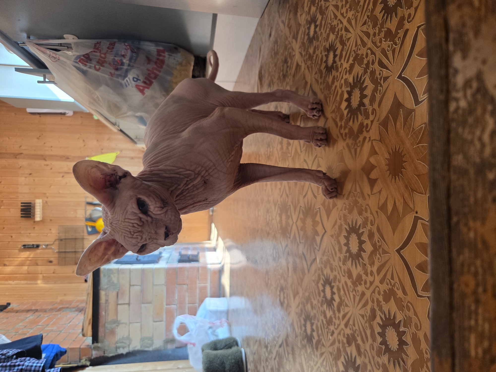 A hairless cat stands on a patterned linoleum floor indoors. The cat, which appears to be a Sphynx breed, has pinkish skin with visible wrinkles. It is facing left and looking towards the viewer with a somewhat stern expression. Behind the cat, a brick structure, possibly a stove or fireplace, is visible along with some hanging clothing and a white plastic bag. Further in the background, wooden paneling covers the walls and ceiling. A large plastic bag with red lettering, possibly from a grocery store, hangs from a hook on a gray surface to the right of the cat. The environment suggests a domestic setting, possibly a rural or semi-rural location given the presence of the brick structure and the overall rustic feel of the interior. The lighting suggests it is daytime, with sunlight casting shadows on the floor.
