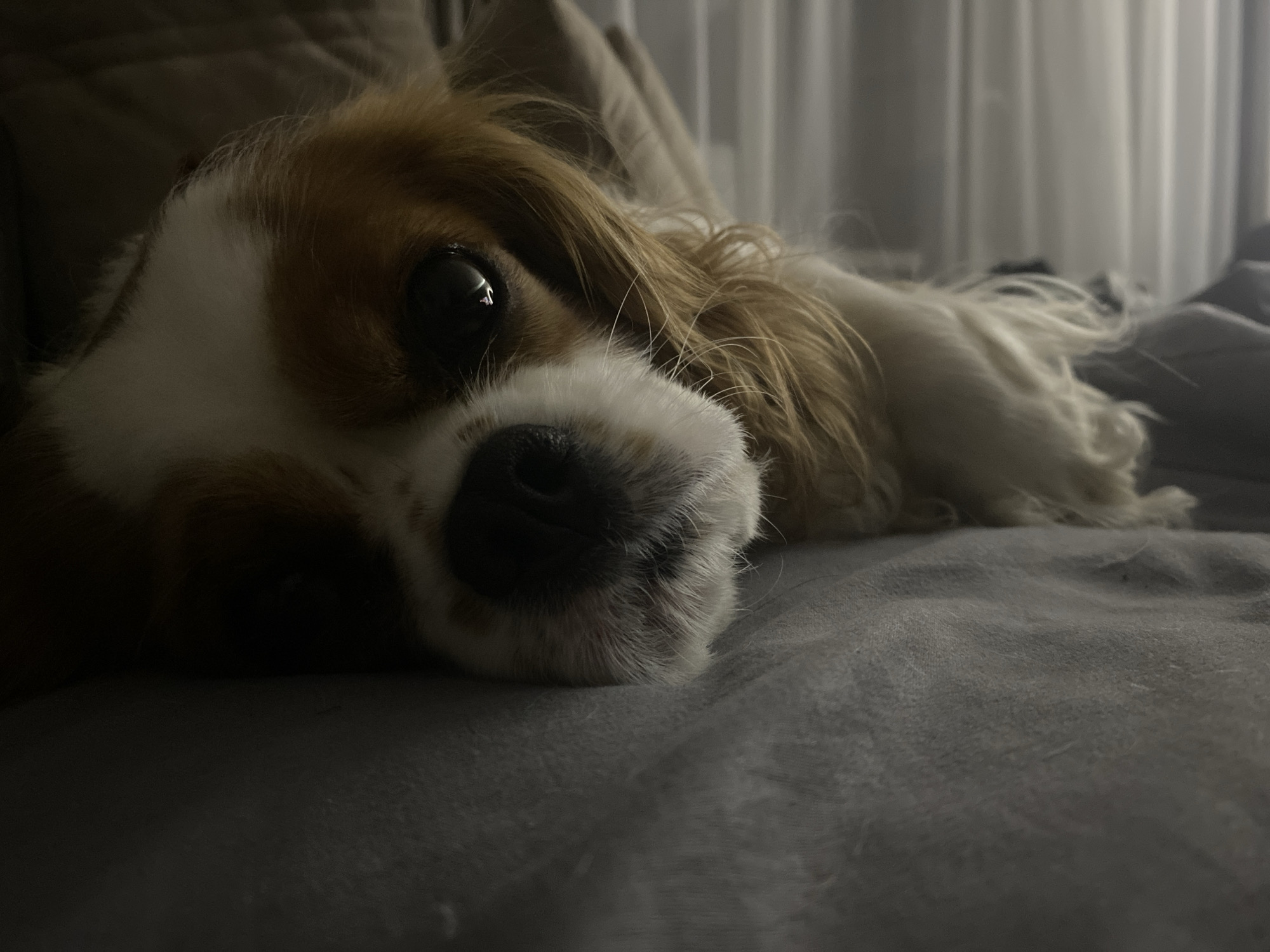 A close-up, low-angle shot shows the head of a Cavalier King Charles Spaniel resting on a gray surface, likely a sofa or bed. The dog's face is in profile, with its left eye prominently visible. The eye is dark and reflective, with a bright highlight. The fur around the eye is golden brown and white. The dog's nose is black and wet-looking, with visible whiskers. The background is out of focus, showing a softly lit curtain and a darker, possibly upholstered surface. The lighting is dim, creating a moody atmosphere.