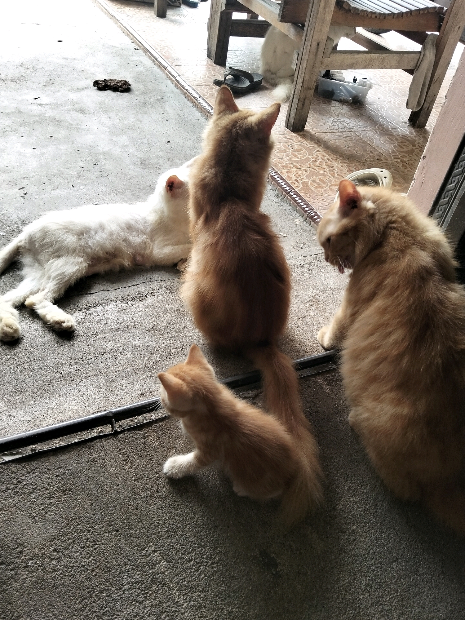 In the city of Arang Limbung, Indonesia, a scene unfolds on a concrete floor near a tiled area and a wooden structure with chairs. Four cats are the primary subjects. A white cat lies on its side on the concrete, seemingly relaxed. To its right, an orange cat sits facing away from the camera, its back and tail prominently visible. Further to the right, another larger orange cat is seated and looking downwards, with its tongue slightly extended. In the foreground, a small orange kitten sits facing the right side of the frame, its attention directed towards something out of view. The environment suggests an outdoor or semi-outdoor space, possibly a patio or a sheltered area. The presence of a piece of dark, unidentifiable material on the concrete floor and a metal bar running along the edge of the concrete suggests a utilitarian setting. The overall lighting indicates it is daytime.