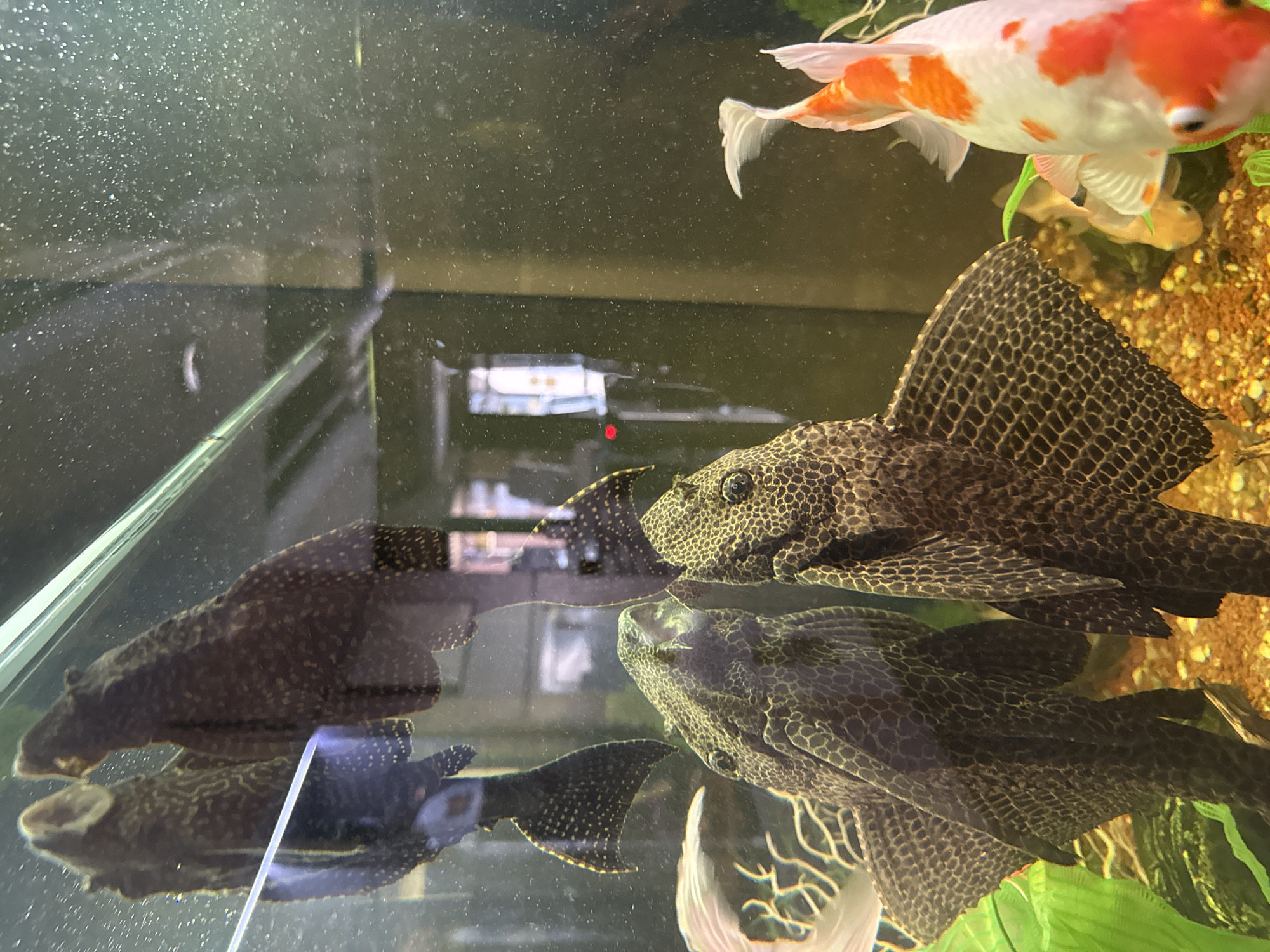The image shows an aquarium with fish. A Koi fish with white and orange markings is swimming near the top. Below it are two Plecostomus fish, one resting on the glass and the other on the bottom, reflected in the glass. The background of the aquarium includes green plants and a gravelly bottom. The water appears slightly murky. There is no evidence to support the location being Moscow, Russia.