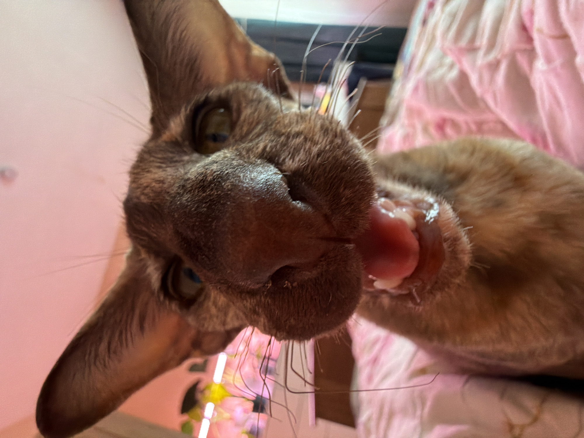 A close-up shot captures a brown Siamese cat with large ears and a wide-open mouth, revealing its tongue and teeth. The cat's face is centered, with its whiskers fanning out. The background consists of a pink blanket with a textured pattern and a blurry background featuring a shelf with plants and pink lighting. There is no indication of the city of Chaikovsky, Russia.