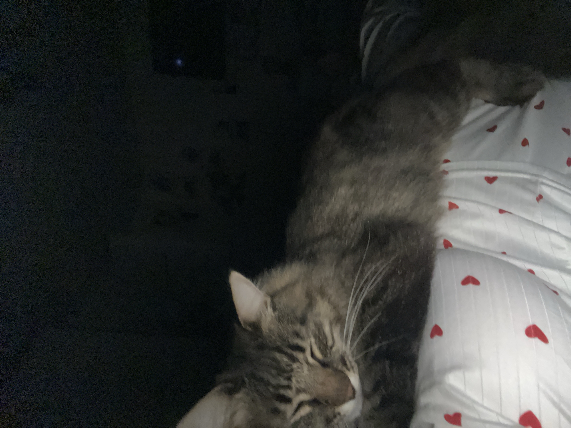 A tabby cat is resting on white fabric with red heart patterns. The cat's eyes are closed, and its head is resting on its paws. The fabric appears to be bedding or a blanket. The background is dark and out of focus. There are no visible people or any indication of the cat's location in Krasnyye Barrikady, Russia.