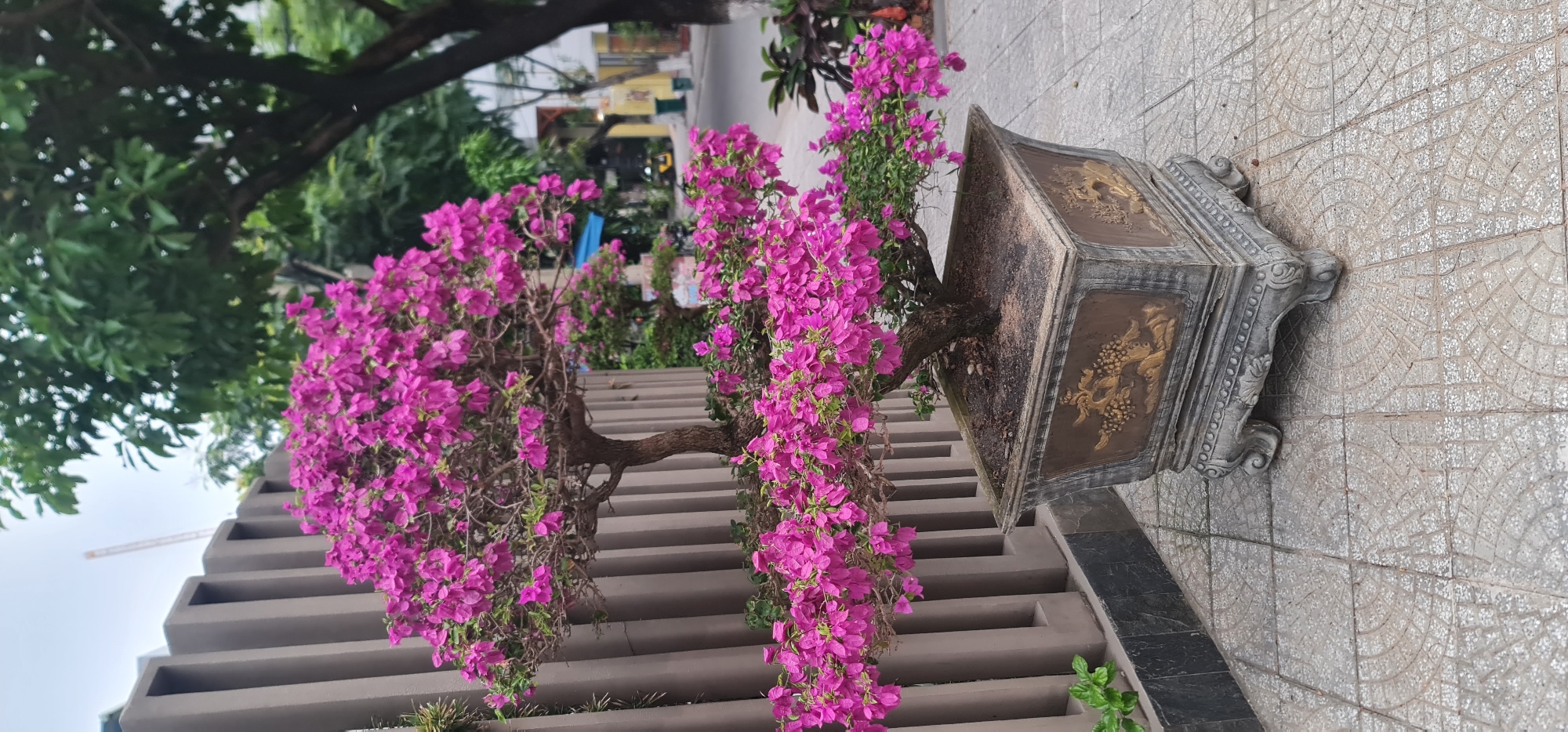 A close-up, medium-shot image showcases a bougainvillea bonsai tree in an ornate, square planter set upon a stepped concrete structure. The vibrant pink flowers of the bougainvillea cascade downwards, creating a visually striking display. The planter itself is decorated with raised ornamentation in gold-toned material. The stepped structure has multiple horizontal slots, enhancing the dimensional effect. The setting is outdoors, with tiled ground at the base of the planter and glimpses of greenery and buildings in the blurred background. It is situated in Da Nang, Vietnam.