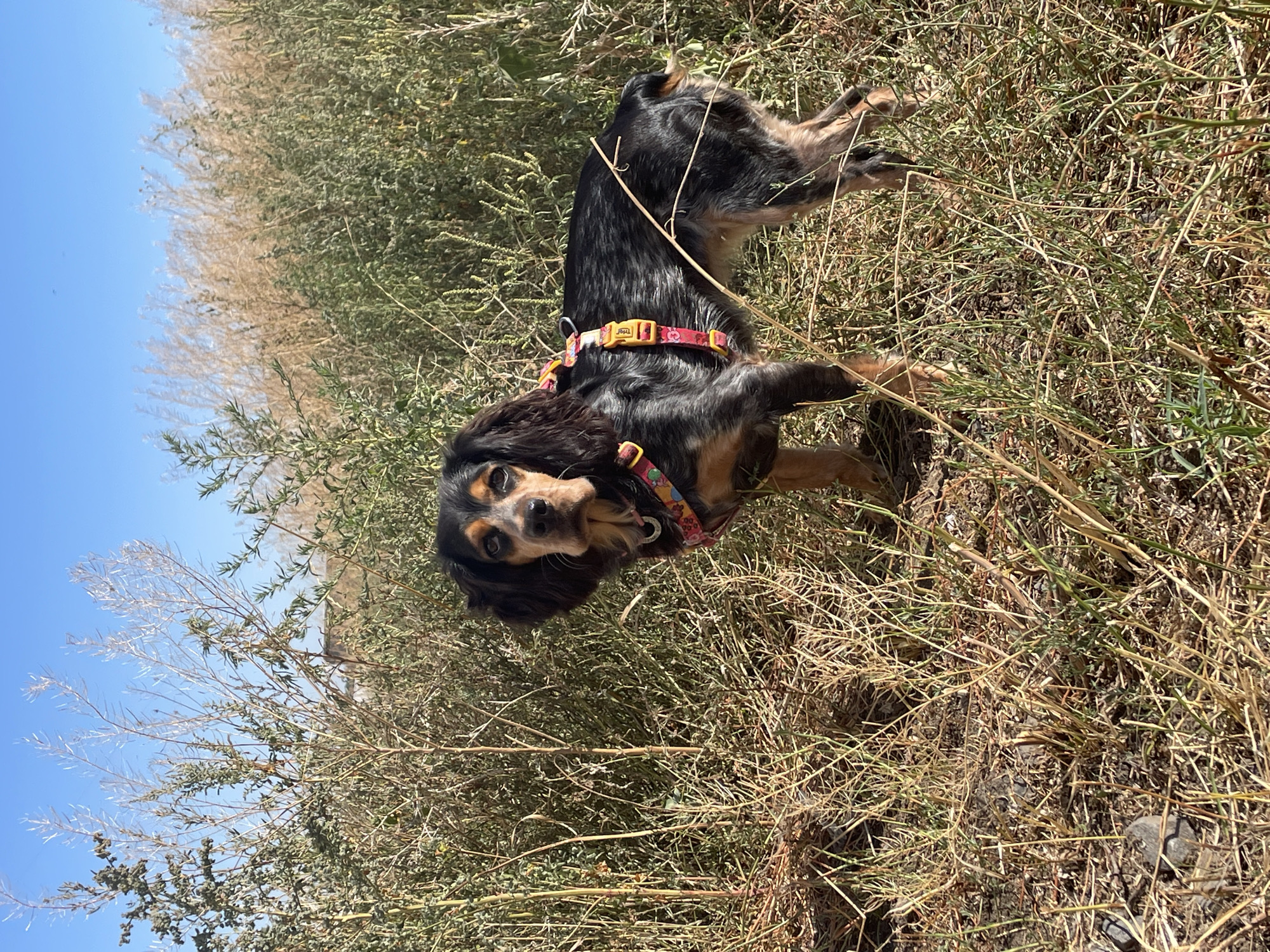 A medium shot captures a black and tan dog with floppy ears standing in dry, tall grass and brush. The dog is wearing a red and yellow patterned harness. The background consists of more dry vegetation and a clear blue sky. The scene appears to be outdoors, likely in a natural or undeveloped area, and there are no visible structures or signs of human habitation to suggest a specific location in Rostov-on-Don, Russia.