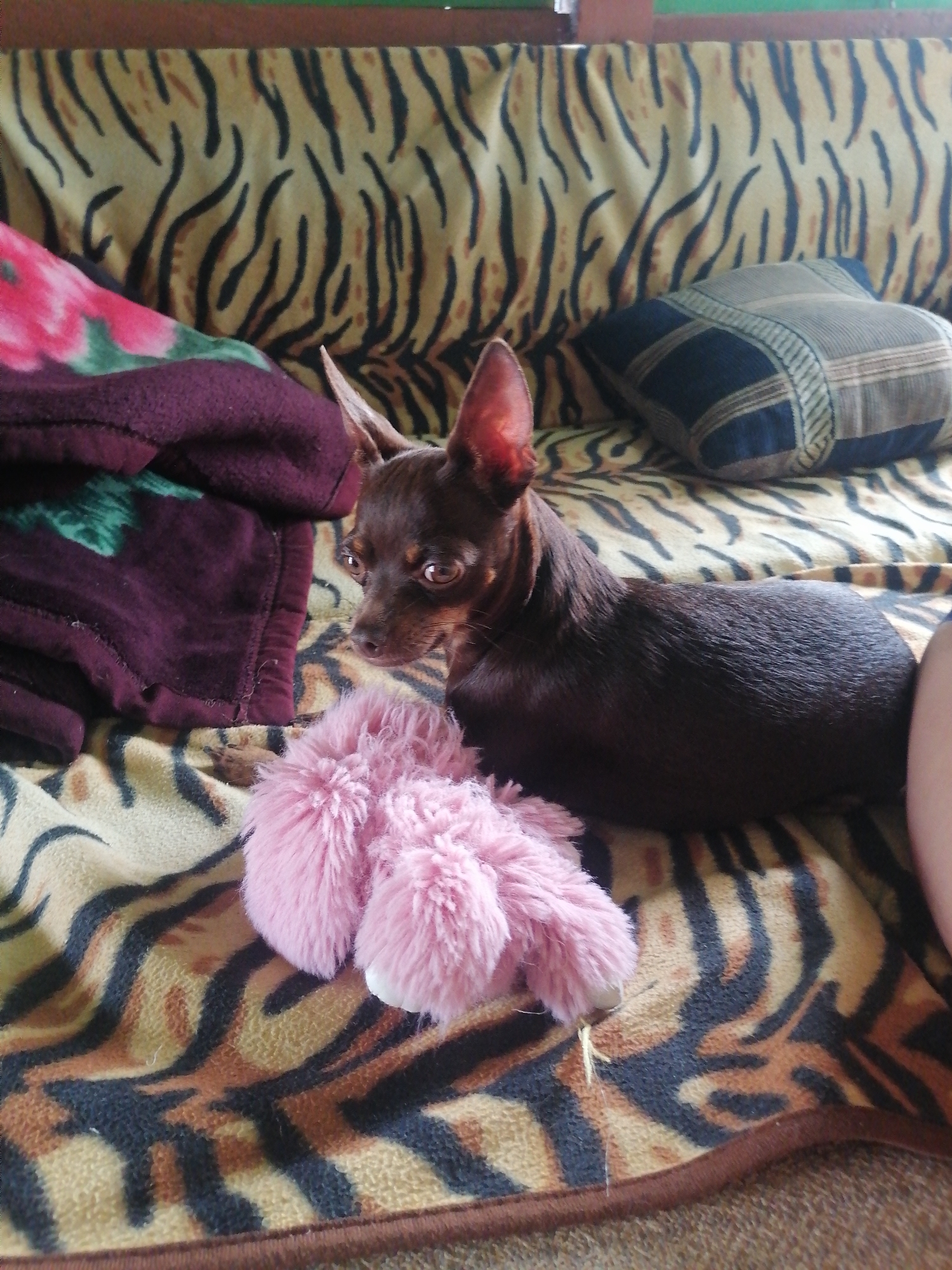 A small, brown dog with pointed ears lies on a blanket with a tiger-striped pattern. A pink fluffy toy is in front of the dog. A burgundy blanket with a floral pattern is to the left of the dog. In the background, a striped pillow rests on the blanket. The scene is likely indoors, possibly on a sofa or bed, in Novopokrovka, Russia.