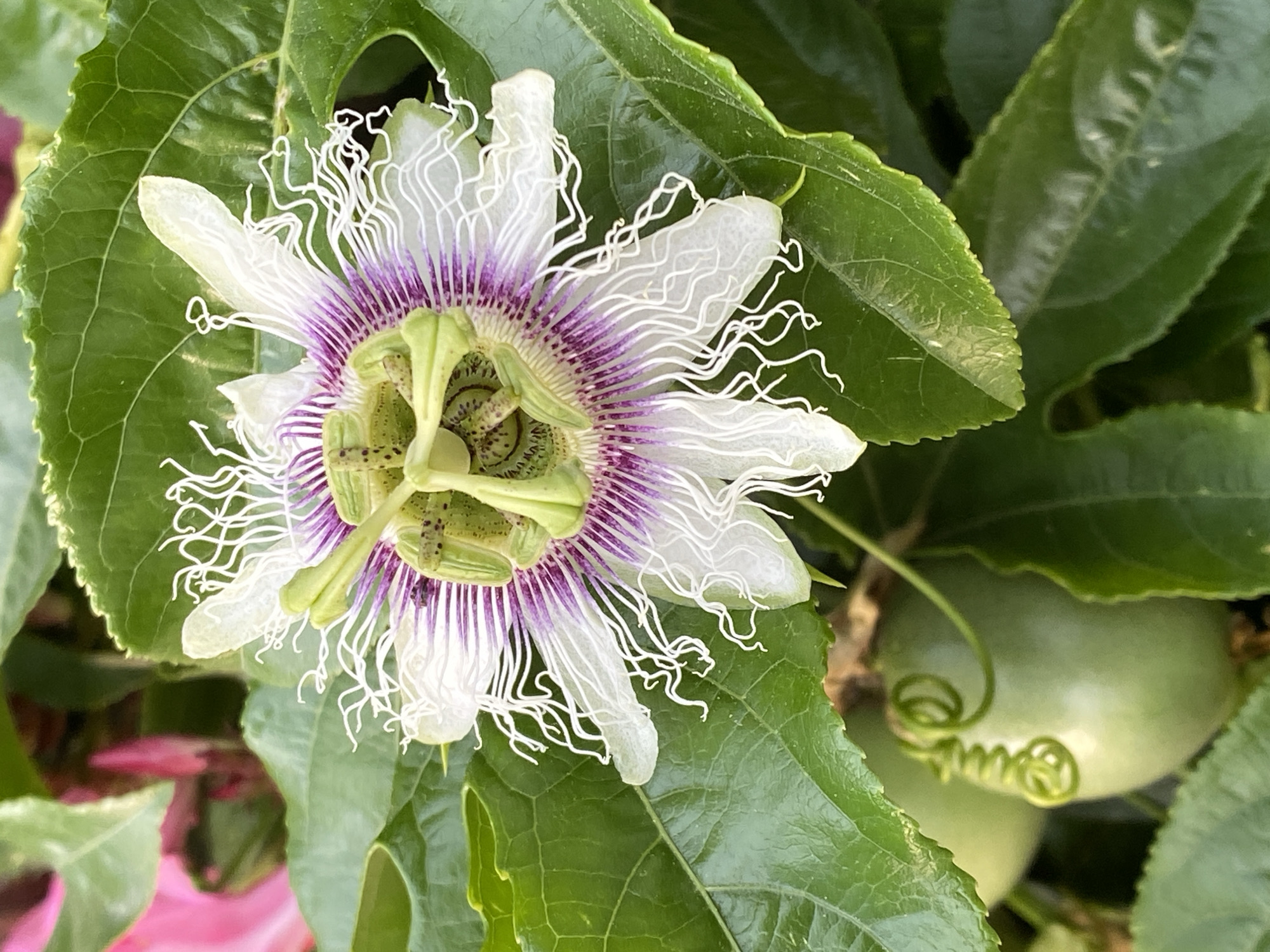 The image shows a close-up of a passion flower, with its distinctive white and purple corona filaments. Green leaves surround the flower, and a green, unripe passion fruit is visible in the background. The presence of passion fruit implies a tropical or subtropical climate, consistent with the location of Alanya, Turkey, on the Mediterranean coast.