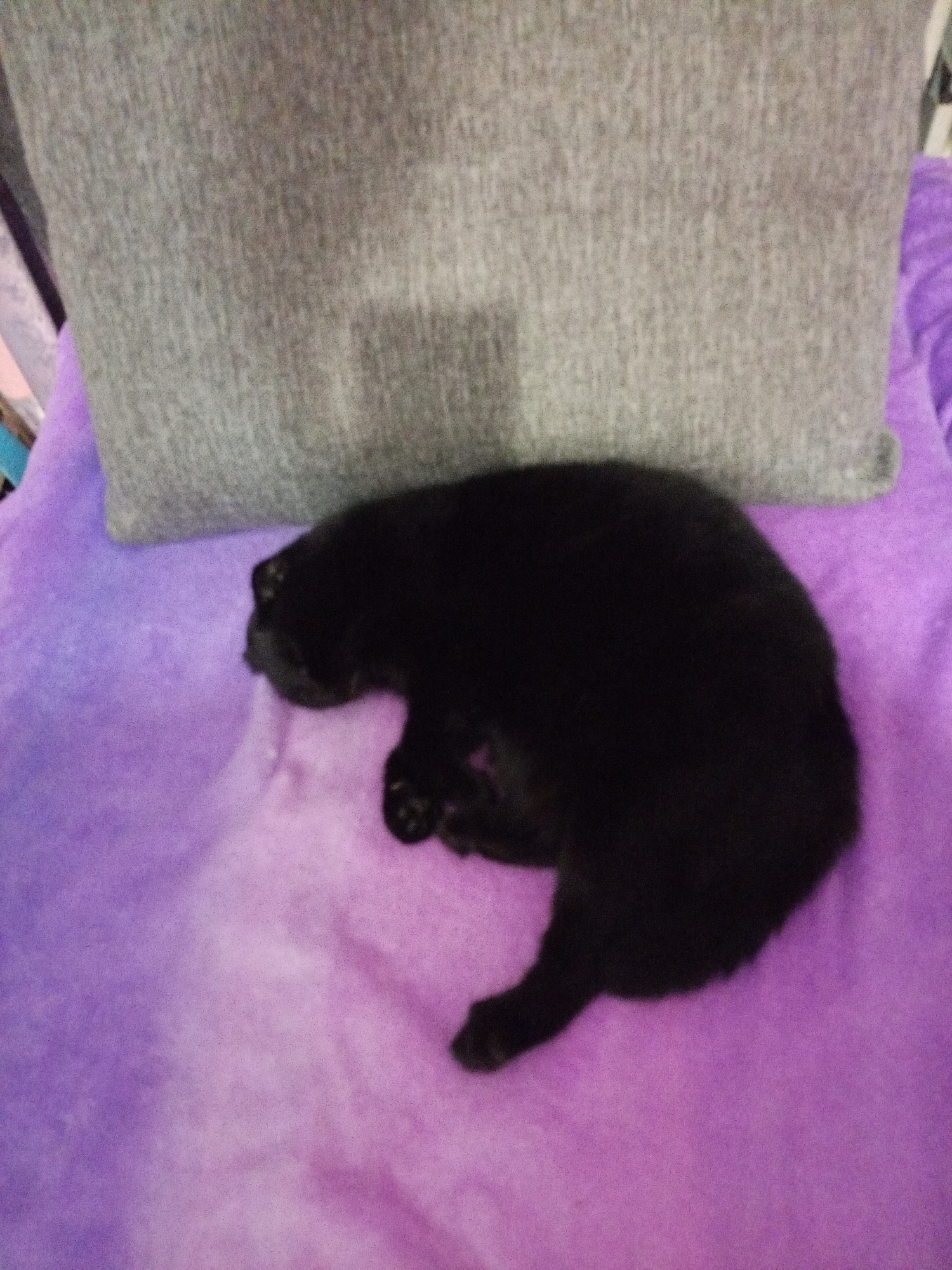 A black kitten sleeps curled up on a purple blanket. The kitten is in the foreground and takes up a significant portion of the image. Behind the kitten, a gray pillow leans against an unseen surface. The pillow has a textured appearance. The overall scene is soft and appears to be indoors. The lighting is dim, suggesting it might be nighttime or a poorly lit room. The kitten appears relaxed and comfortable. There is no visible text in the image.