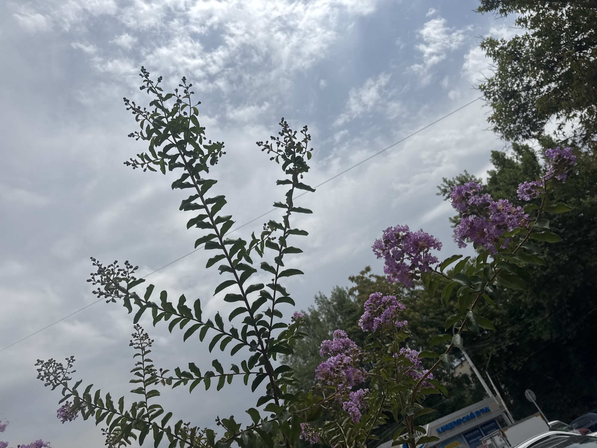 The image shows a close-up of a tree with green leaves and purple flowers, silhouetted against a cloudy sky. The tree branches are angled towards the right side of the frame. In the background, there are blurred green trees and a building with blue lettering that reads "КАРТОШКА" (Kartoshka), which is a Russian word for potato, suggesting a food-related establishment. A power line is visible stretching horizontally across the sky. The scene appears to be outdoors, possibly on a street or public area in Tashkent, Uzbekistan, given the presence of a building with Cyrillic script. There are no people or animals visible in the image. The lighting suggests it is daytime, but overcast.