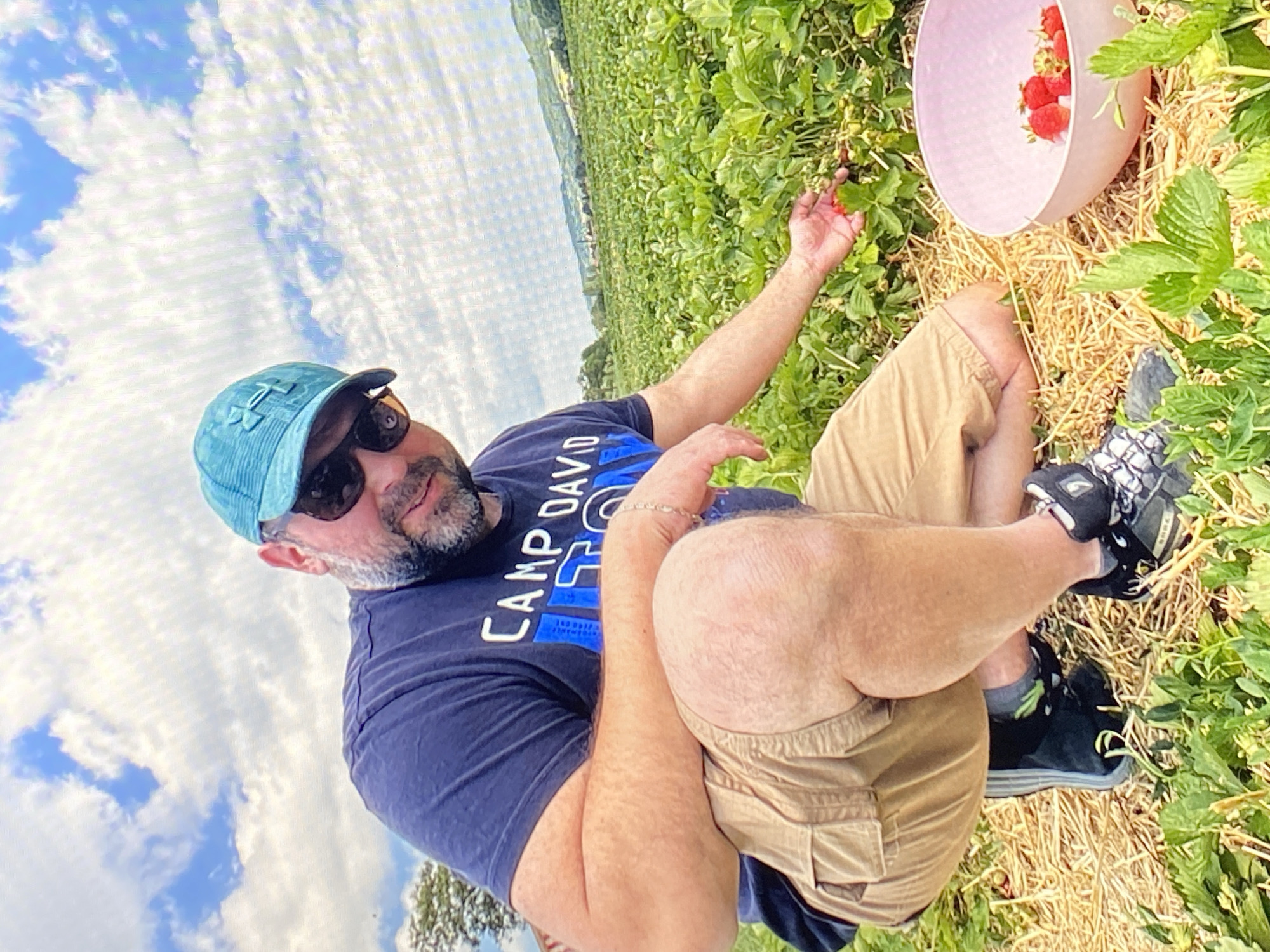 An adult male with a beard and sunglasses, wearing a blue t-shirt that says "CAMP DAVID", tan cargo shorts, a blue baseball cap, and black and gray athletic shoes, is crouching in a strawberry field. He is reaching out to pick a strawberry. In front of him, to his right, is a pink bowl containing several red strawberries. The field is covered in straw and green strawberry plants. In the background, there are hills and trees under a cloudy sky. The location is identified as Purkersdorf, Austria.