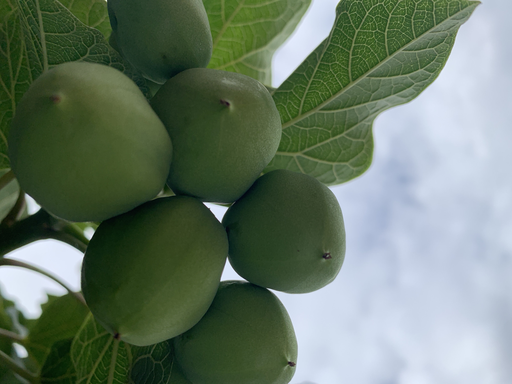 The scene, located in Rafin Par, Nigeria, depicts a cluster of seven or more immature, green, ovoid fruits, approximately 3-5 cm in diameter. Each fruit exhibits a small, dark, dried pistil scar at its apex. Interspersed among the fruits are several large, green leaves with prominent, reticulate venation. The background is an out-of-focus, light blue sky with scattered white cloud formations. The composition is an upward-looking shot, placing the botanical subjects in the upper-left and central portions of the frame.