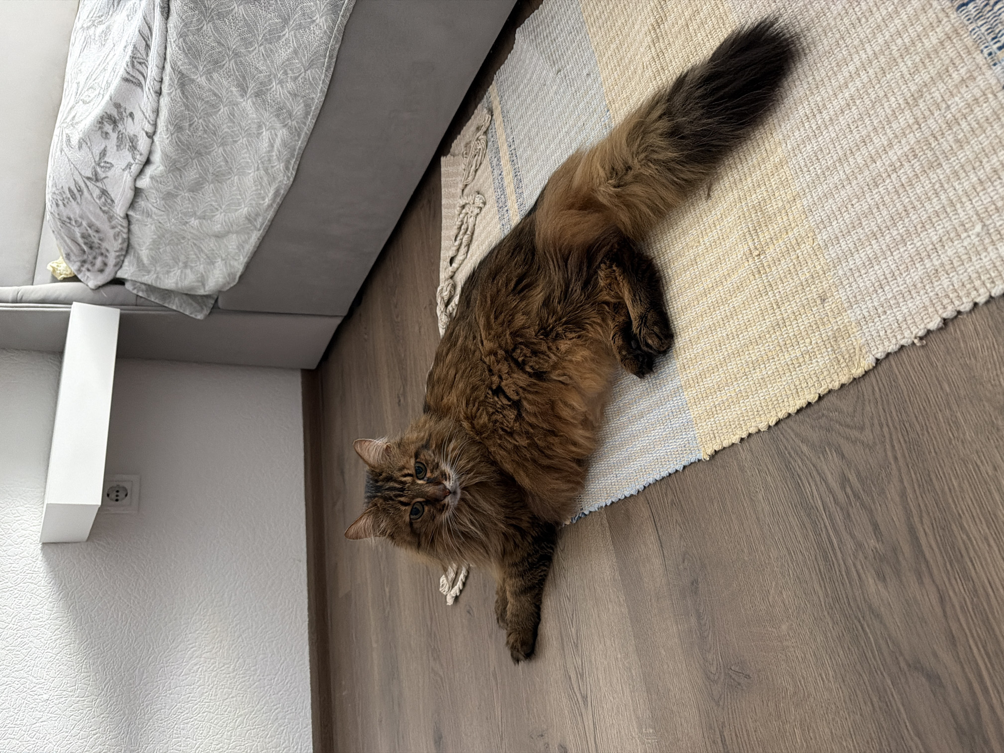 A medium-sized, long-haired brown cat with green eyes is lying on a striped rug on a wooden floor. The cat is positioned in the center of the image, facing the camera. Behind the cat, a portion of a bed with grey upholstery and a patterned blanket is visible. To the left of the bed, a white shelf is mounted on a textured white wall, with an electrical outlet below it. The scene appears to be indoors, likely in a bedroom. The location is not specified as being in Kyiv, Ukraine.