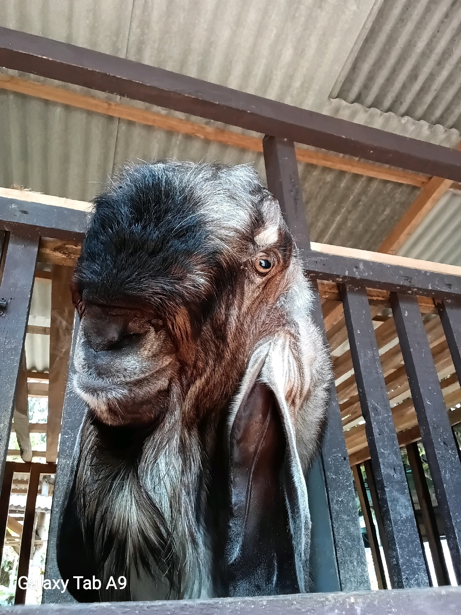 A close-up, head-on, low-angle shot captures the face of a goat peering through wooden bars of an enclosure, likely in Trenggalek, Indonesia, based on the "Galaxy Tab A9" watermark, indicating a device commonly used in the region. The goat has a distinctive black and grey striped coat on its head, with long, dark ears that hang down. Its eye is visible, a light brown color, and its nose is dark. The background consists of a corrugated metal roof supported by wooden beams. The lighting suggests it is daytime, possibly outdoors or in a well-lit shelter.
