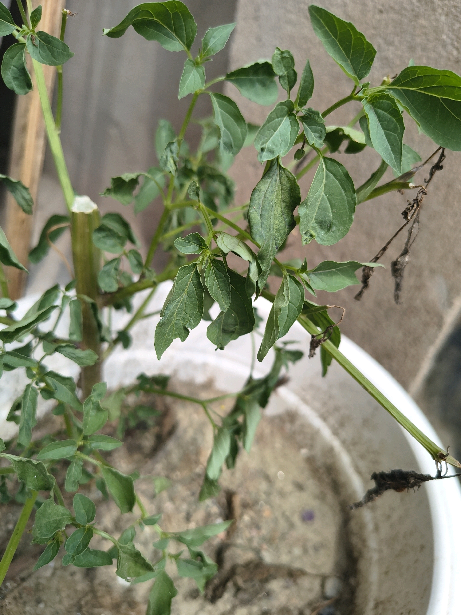 In Etmadpur, India, a potted plant with green leaves shows signs of wilting and some dead brown foliage. The plant is situated in a white plastic pot filled with soil. The background consists of a textured, greyish wall. A wooden plank is visible on the left side of the image, positioned vertically.