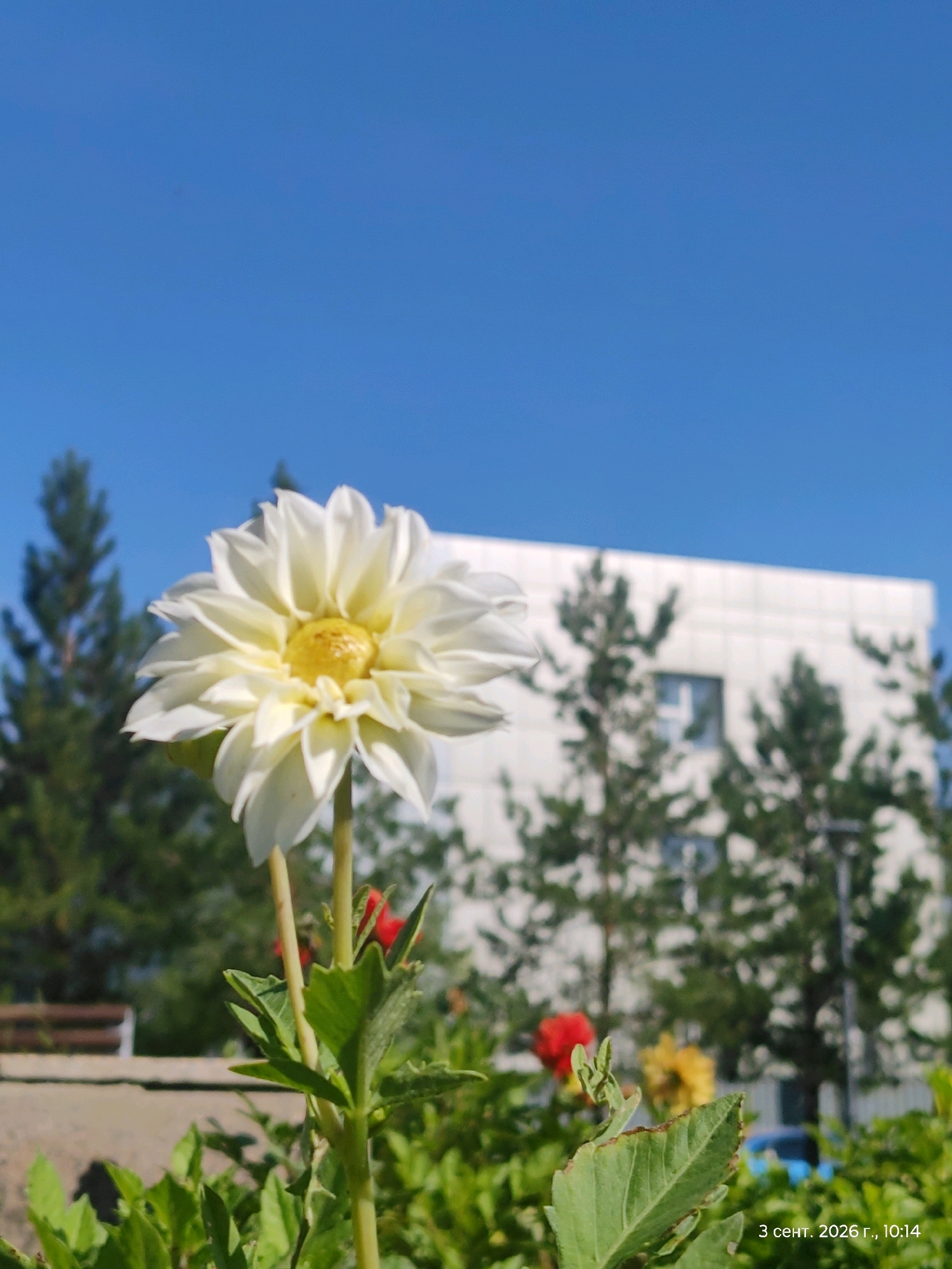 A close-up shot focuses on a white dahlia flower with a yellow center, its petals fanned out. The flower is positioned in the foreground, slightly off-center to the left, with its stem extending downwards. Behind the dahlia, several evergreen trees are visible, their dark green foliage contrasting with the bright blue sky. In the middle ground, a white building with multiple windows is situated, appearing to be an apartment block or office building. Red and yellow flowers are also present in the background, adding pops of color to the scene. The image captures a sunny day in what appears to be a residential or public area. The timestamp "3 сент. 2026 г., 10:14" is superimposed on the lower right corner, suggesting the photograph was taken on September 3, 2026, at 10:14.