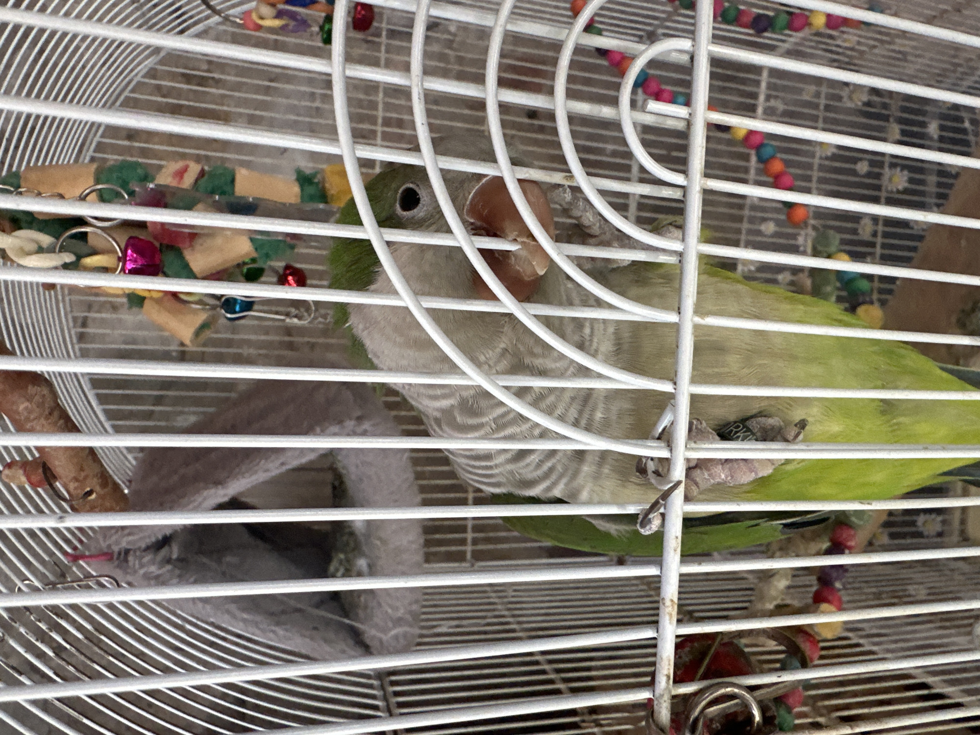 A green and gray parrot is perched inside a white wire birdcage. The bird is facing the camera, with its beak visible through the bars. Toys are present within the cage. The location appears to be indoors.