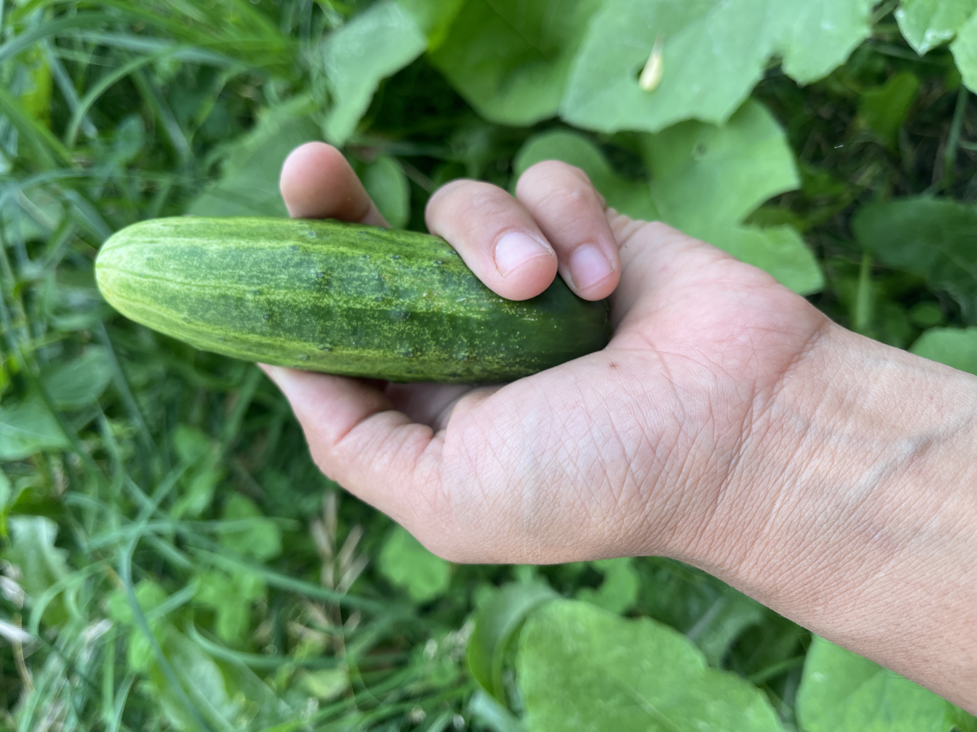 A hand holds a fresh, green cucumber against a blurred background of lush green foliage and grass. The cucumber is roughly cylindrical, with visible lighter green vertical stripes and small, darker green bumps or seeds. The hand is lightly gripping the vegetable, with fingers visible and the thumb positioned underneath. The skin of the hand appears fair. The background suggests an outdoor, natural setting, possibly a garden or rural area, with out-of-focus leaves and blades of grass creating a soft green bokeh effect. There are no visible city landmarks or indicators of Taran-Bazar, Kyrgyzstan.