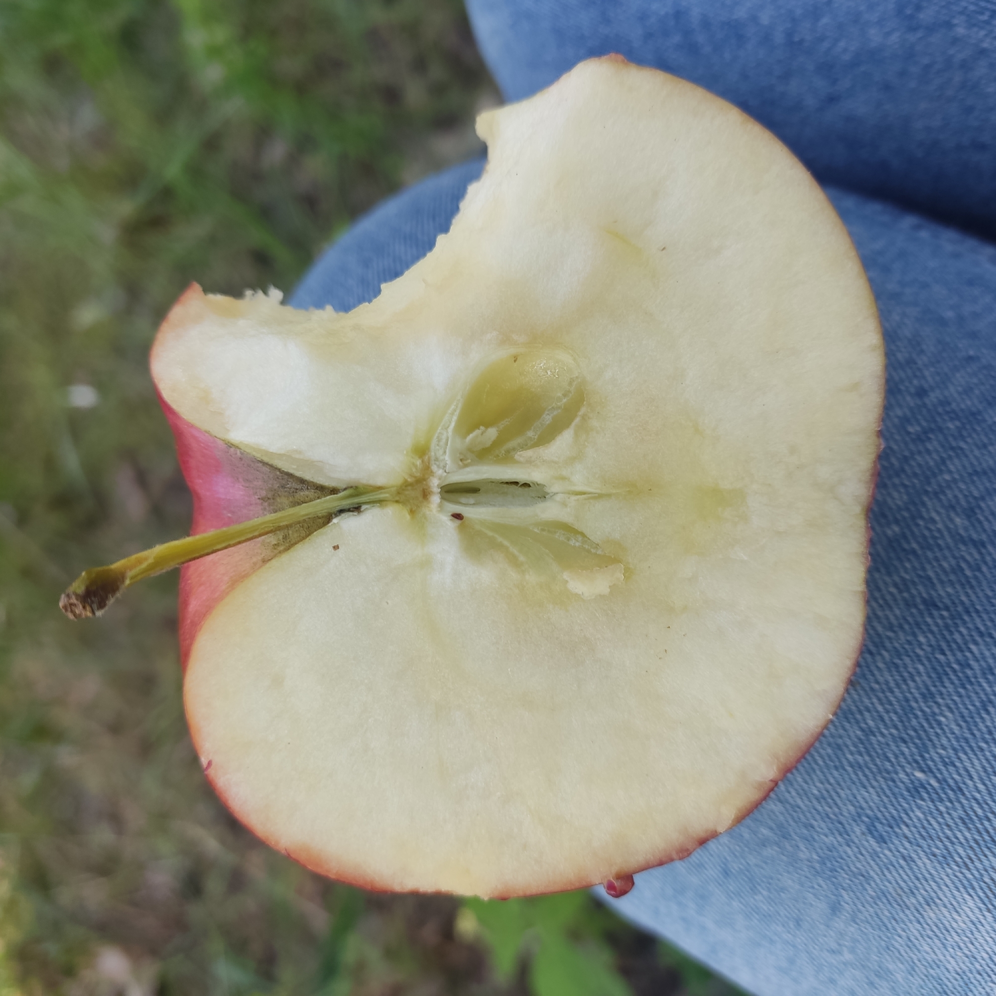 An apple cut in half is shown, with a bite taken out of it. The apple is resting on a person's lap, who is wearing blue jeans. The background is out of focus and appears to be outdoors, possibly a park or garden, with green grass and some trees. There are no people visible besides the person's lap and jeans. The scene is well-lit, and the focus is on the apple.
