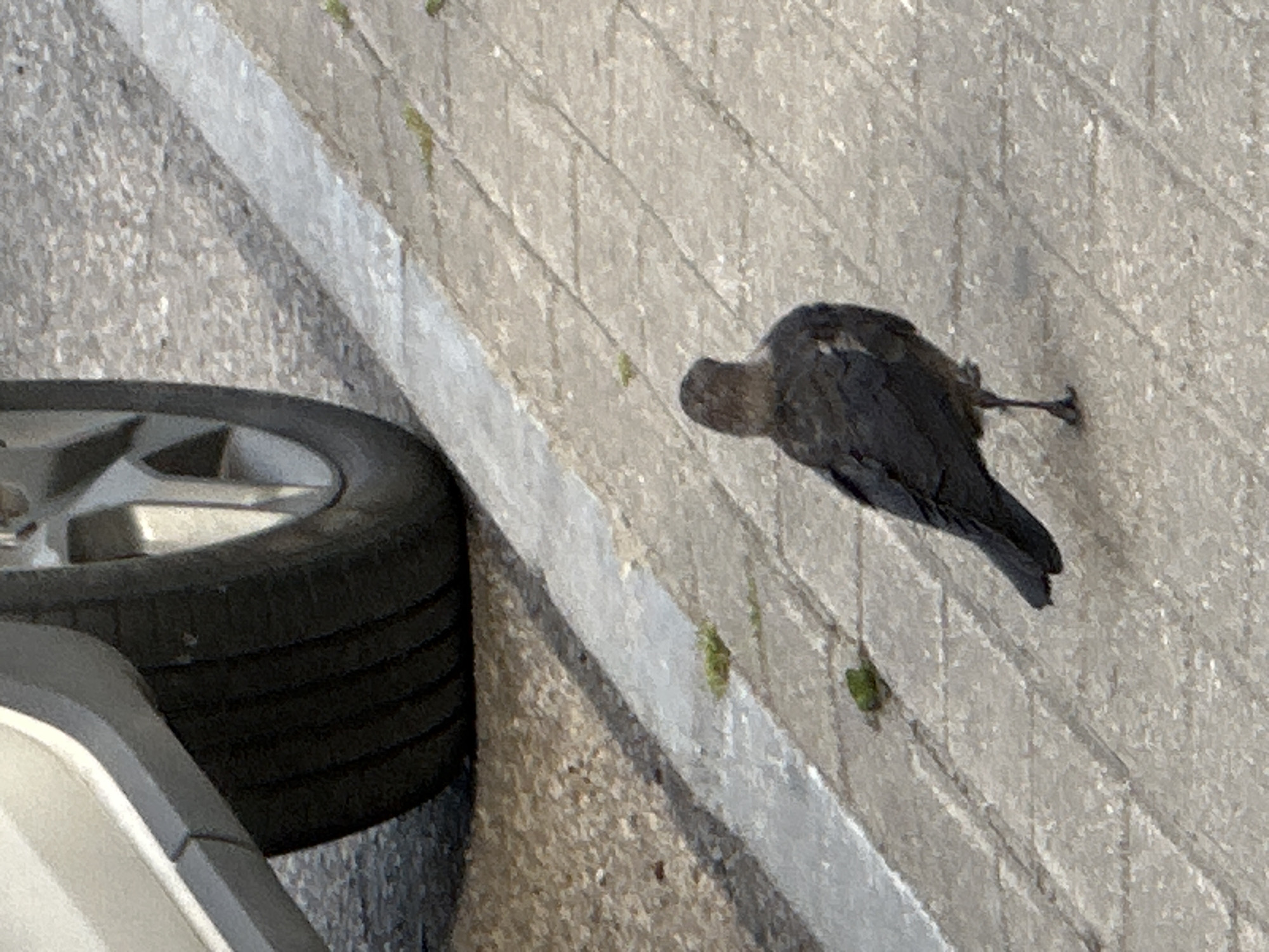 The image shows a bird standing on a paved surface next to the tire and lower body of a white vehicle. The bird is dark-colored and appears to be a crow or similar species, with its back to the viewer and standing on one leg. The paved surface consists of rectangular stones with visible grout lines, and there are small patches of green grass growing between some of the stones. A white line is painted on the pavement, running diagonally from the lower left to the upper right of the frame. The tire of the vehicle is black and shows a textured tread. The lighting suggests it is daytime, with shadows cast by the car and the bird. The location is identified as Podolsk, Russia.