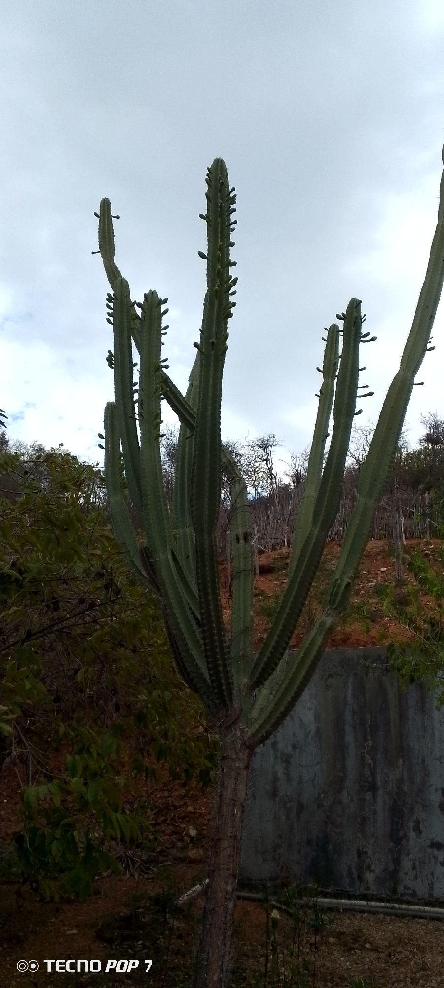 A tall, columnar cactus stands in the foreground, its thick, ribbed green arms reaching upwards against a pale, overcast sky. The cactus has multiple branches, some thicker than others, with numerous small, bud-like structures along their ridges. The trunk of the cactus is rough and woody, with visible spines. In the background, a dry, hilly landscape is visible, with sparse vegetation consisting of dry branches and a few scattered green bushes. A weathered, grey concrete wall runs horizontally across the lower half of the image, behind the cactus and to the right. A fence made of thin wooden stakes is partially visible on the hillside in the background. The ground is covered with dry leaves, dirt, and some patchy grass. The overall scene suggests a dry, possibly arid environment. A watermark at the bottom left corner reads "TECNO POP 7".