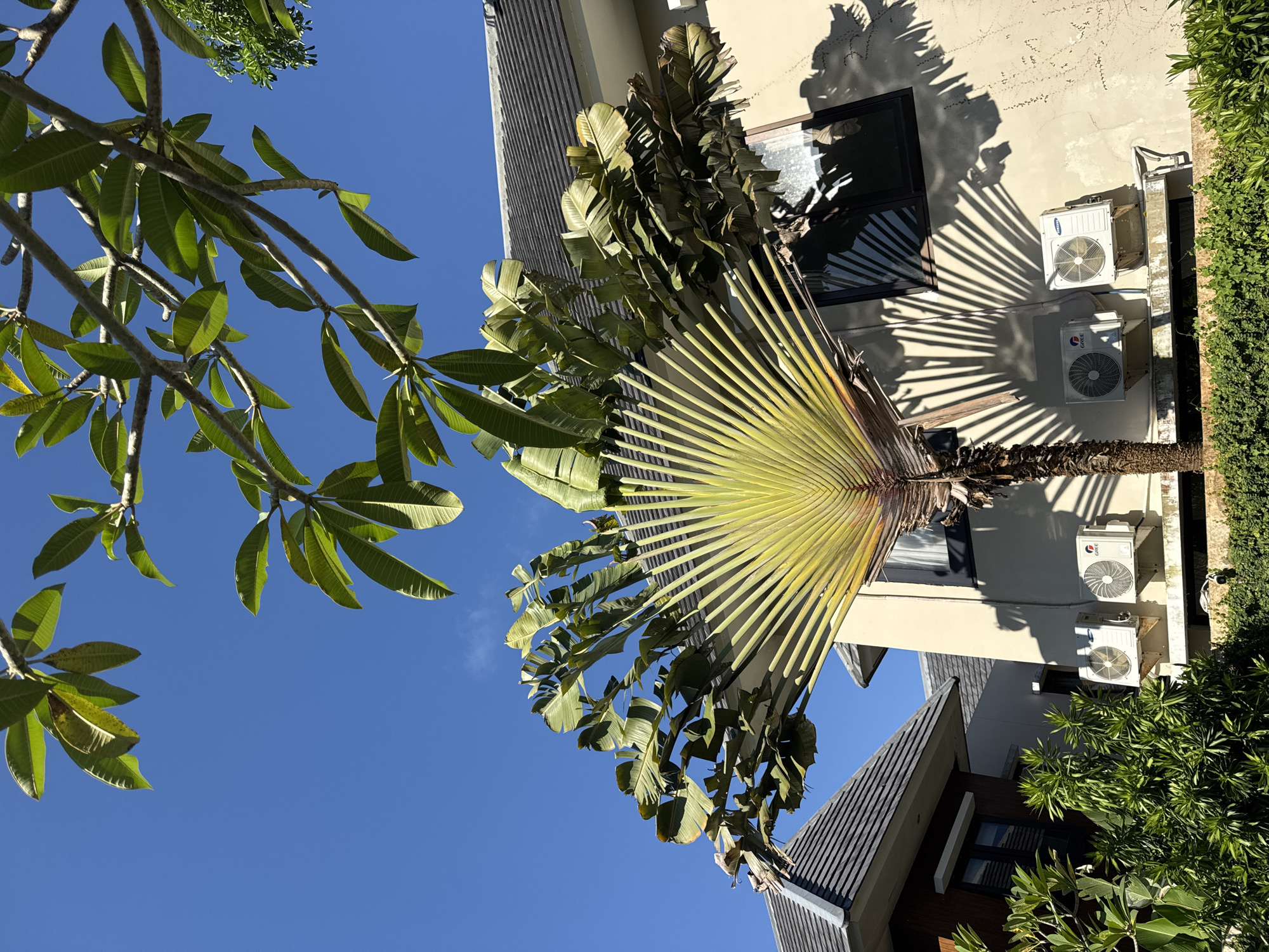 A low-angle shot showcases a building's exterior against a bright blue sky, partially obscured by the branches of a leafy tree in the left foreground. A "Traveler's Palm" or "Ravenala madagascariensis" stands prominently in the center, its fan-shaped structure creating a striking visual contrast against the building's wall. The building itself is a light neutral color, with a window and three air conditioning units visible on its facade. Shadows cast by the leaves of the palm tree are noticeable on the wall. Part of the building’s tiled roof is also visible at the bottom. The location appears to be Unknown, Unknown.