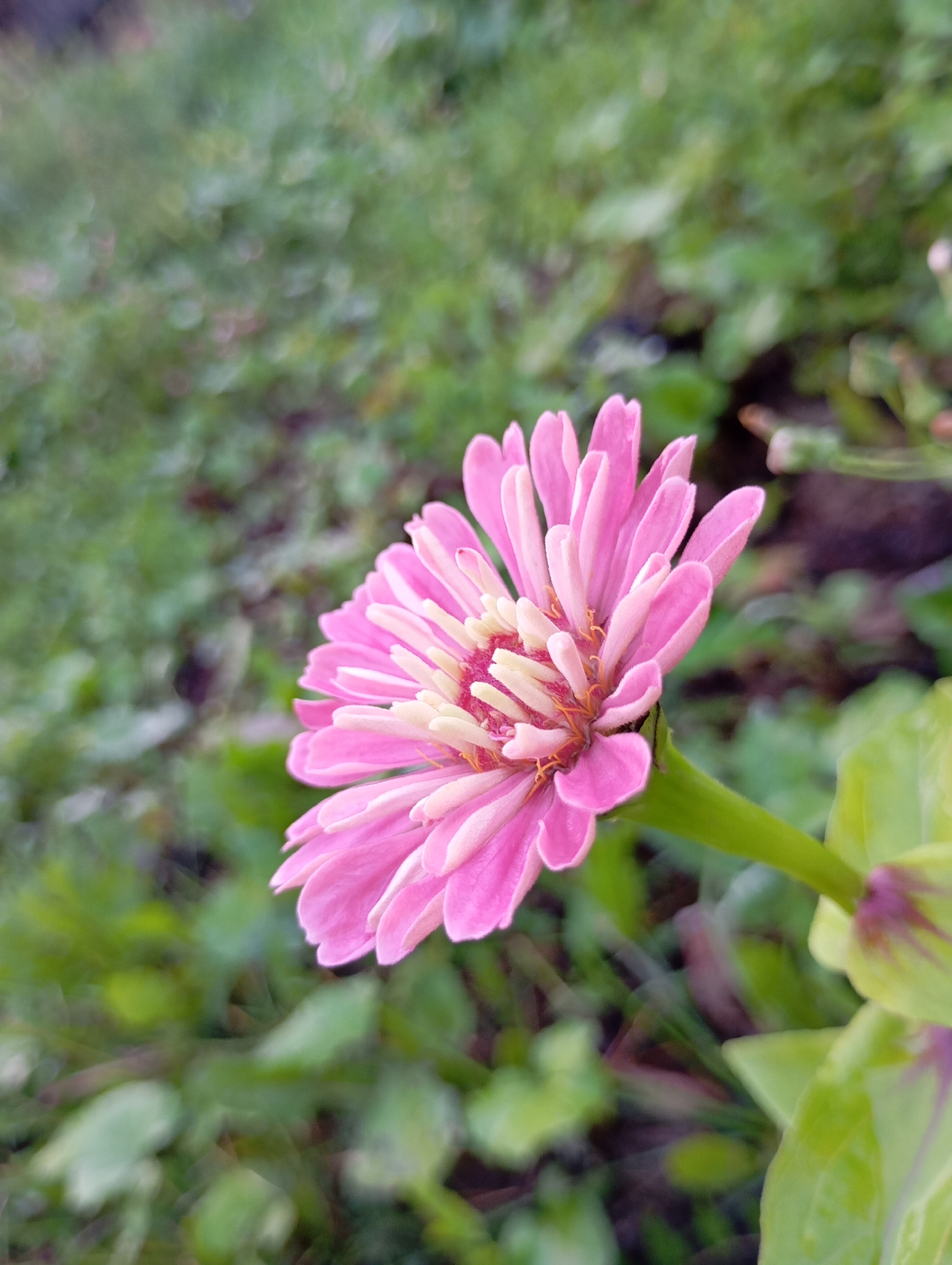 A close-up, side-view, eye-level photograph shows a single, blooming pink dahlia flower in a garden. The flower is the primary subject, with its delicate, layered petals in shades of pink and white, and a yellow and red center. The stem of the flower is green, and the background is a soft blur of green foliage, suggesting an outdoor environment. The image was captured in the city of Fokino, Russia.
