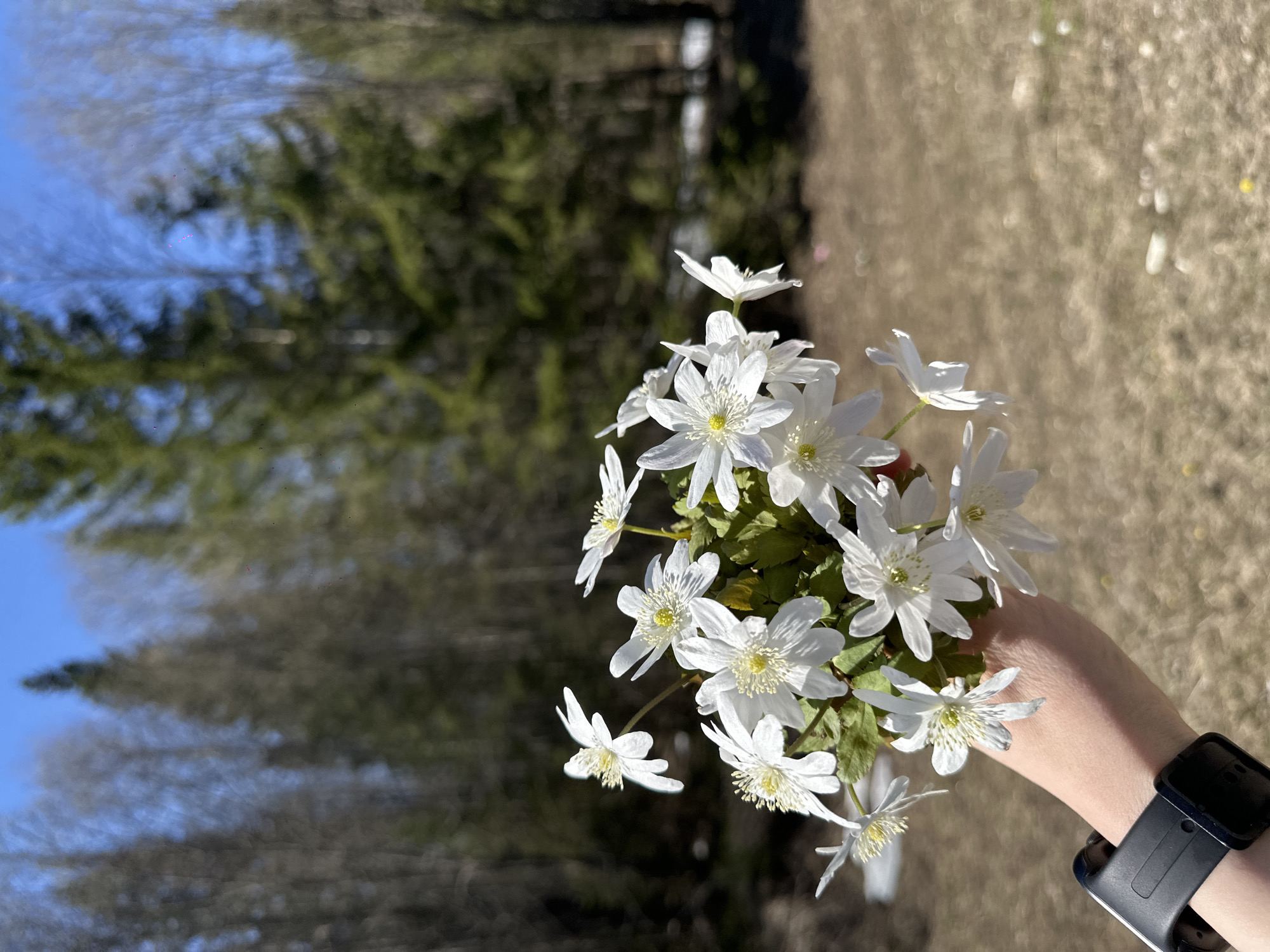 The image depicts a bouquet of white flowers with yellow centers, held in a person's hand. The wrist of the person is visible, adorned with a black wristwatch. The background reveals a blurred outdoor scene with trees and a patch of dry grass. The location is Valiushino, Russia.