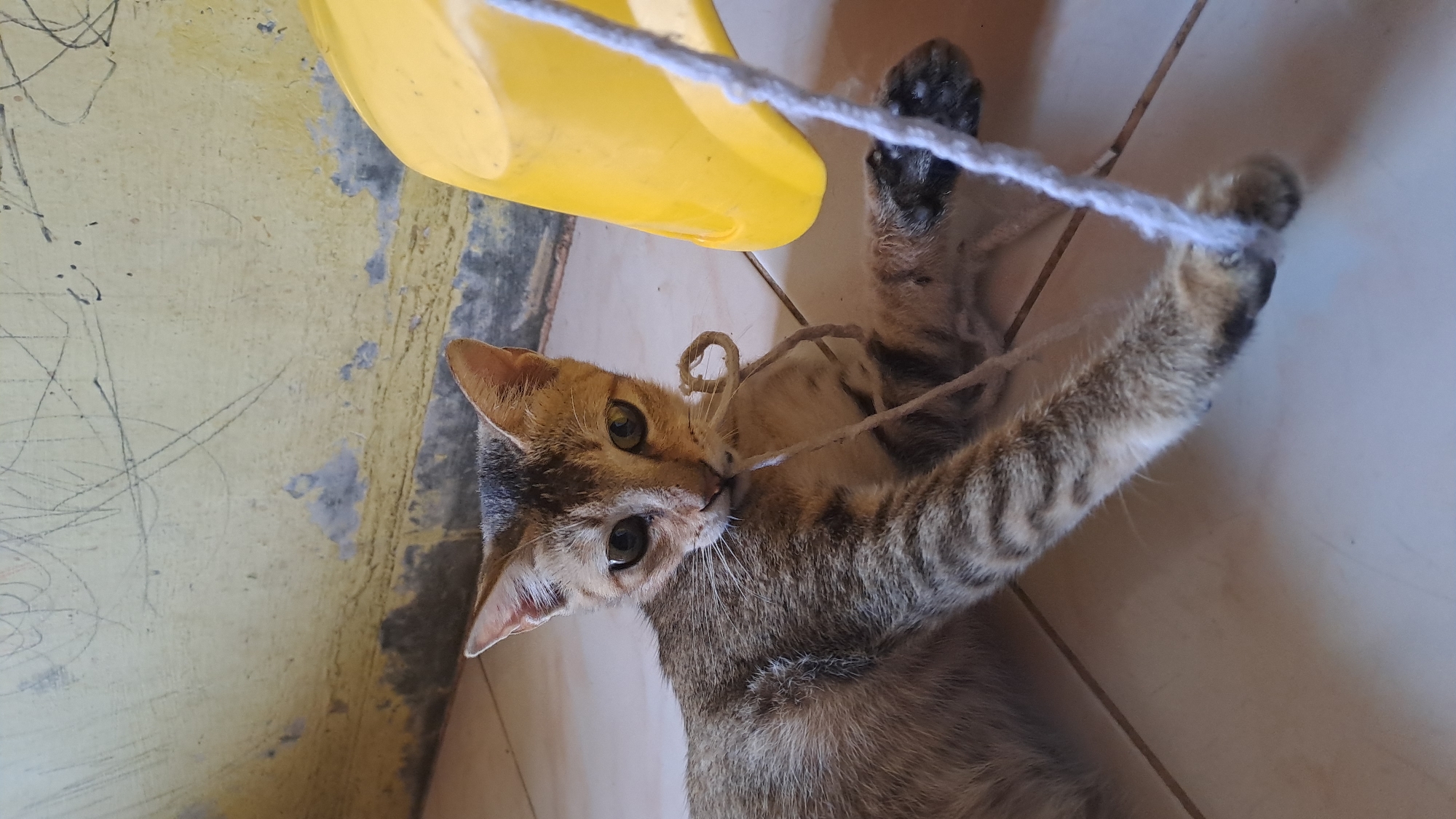 A young tabby cat is lying on a tiled floor, its body angled towards the left. The cat is looking directly at the camera with a playful expression, holding a piece of string in its mouth. A loop of the string is visible around its neck, and another end of the string is wrapped around its right paw. To the right of the cat, a bright yellow plastic object, possibly a bucket or container, is partially visible. The background consists of a textured, yellow-painted wall with scuff marks and peeling paint. The floor tiles are square and light-colored, with visible grout lines. The lighting suggests an indoor environment, possibly a porch or a room with natural light. There are no humans present in the image.