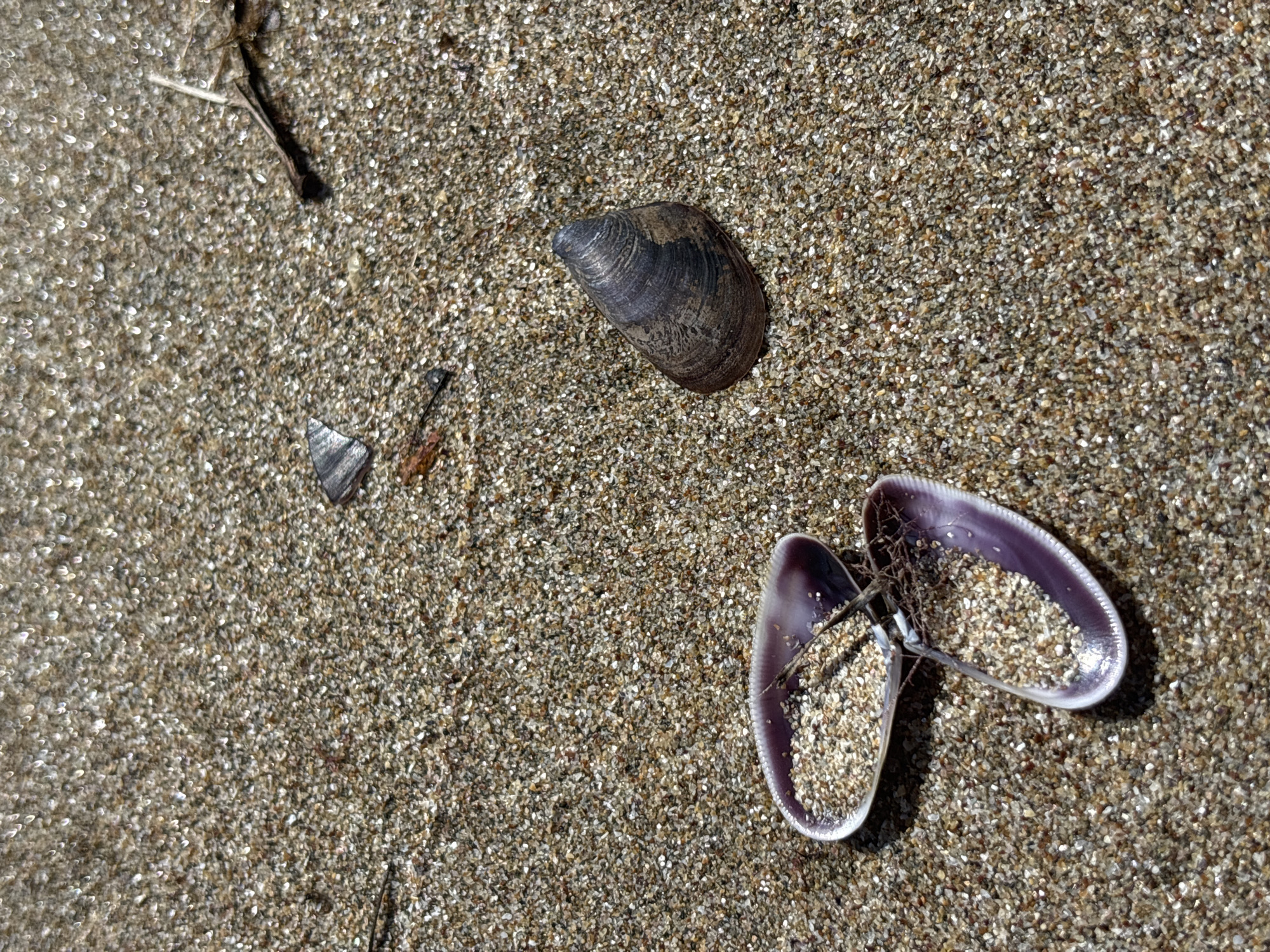 The image displays a close-up, high-angle view of wet sand on a beach in Rezovo, Bulgaria. The sand is composed of fine grains of varying colors, including beige, brown, white, and flecks of grey and black. Many of the grains have a shimmering or reflective quality, suggesting they are wet and possibly contain mica or other reflective minerals.
In the foreground, a partially opened clam shell is visible. The interior of the shell exhibits a deep purple hue, fading to white along the edges. The shell is filled with sand, and a small piece of dried seaweed or organic debris is lodged within it.
To the right of the clam shell, a single, dark-colored mussel shell rests on the sand. It is elongated and curved, with visible growth lines on its surface.
Scattered across the sand are a few small, dark, sharp fragments, possibly of shell or rock. In the upper right quadrant of the image, a small piece of dried, dark-colored twig or plant matter lies on the sand. The overall scene is one of natural beach debris, with no human presence or activity depicted. The lighting suggests a sunny day, with the wet sand reflecting sunlight.