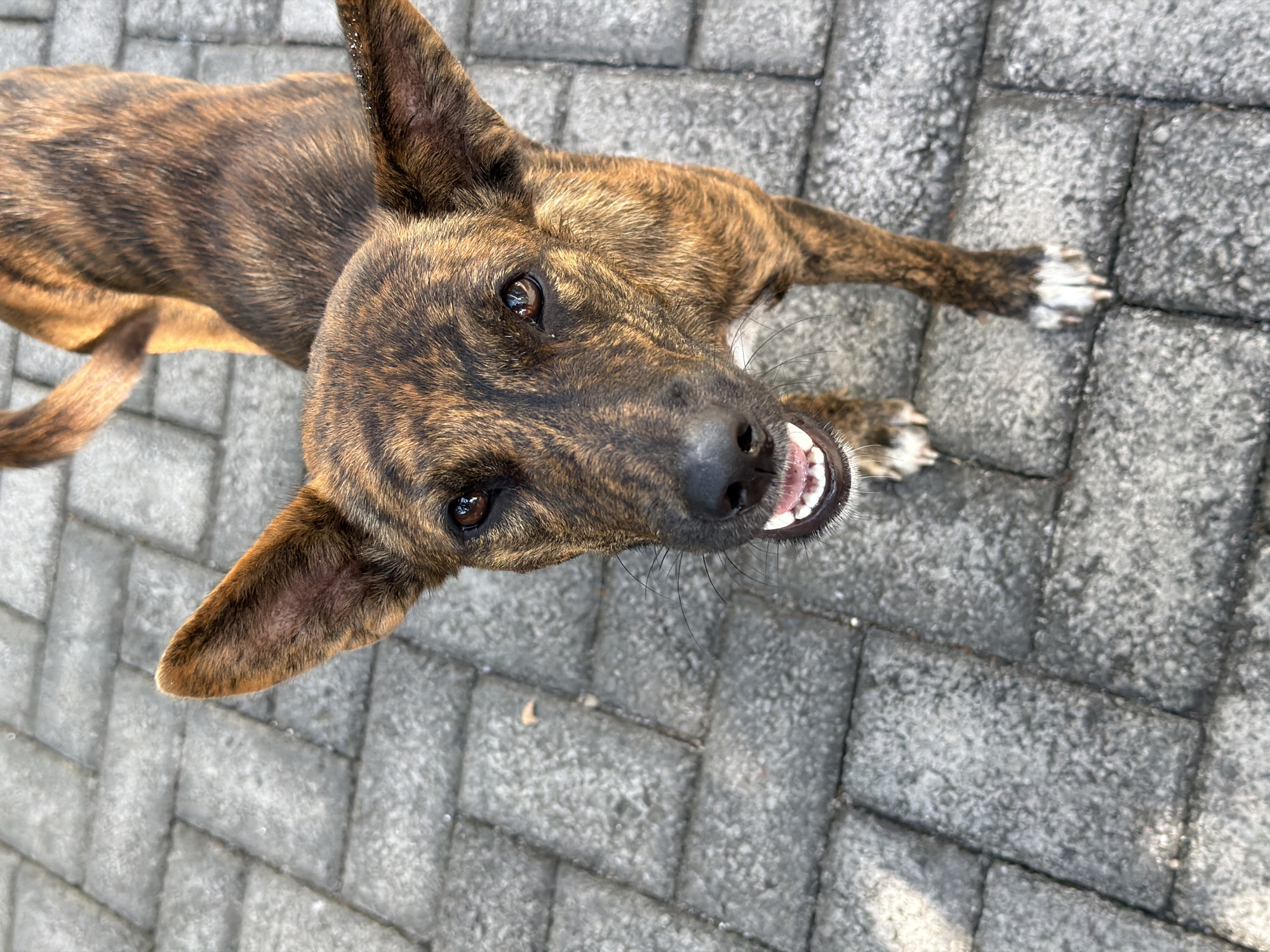 The image shows a brindle-colored dog from a high-angle perspective, lying on a paved surface. The dog's head is tilted upwards, and its mouth is open, revealing its teeth and tongue. Its eyes are dark and attentive, looking directly at the camera. The dog has distinctive brindle markings, with stripes of dark brown and lighter tan fur. Its ears are large and pointed, and one ear is partially folded. The paved surface is made of rectangular gray interlocking stones, with some visible grout lines. The lighting suggests it is daytime, and the shadows are relatively soft, indicating it might be overcast or the sun is not directly overhead. The overall scene appears to be an outdoor setting, possibly a courtyard or walkway. There is no visible text in the image. The dog's expression could be interpreted as playful or alert. The location context is Kuta Selatan, Indonesia, which is known for its beaches and tourist areas, suggesting this could be a domestic or stray animal encountered in such an environment.
